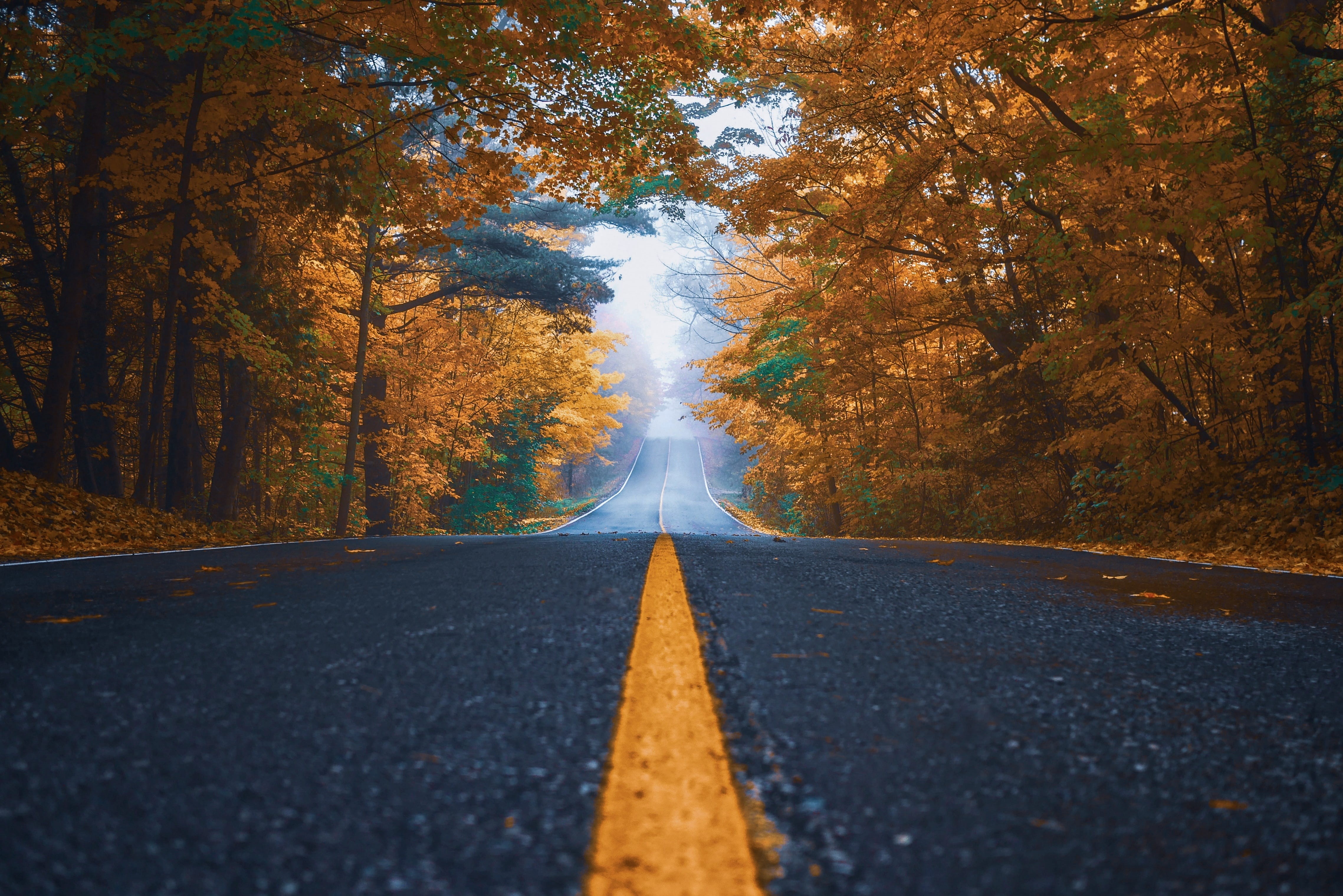 street, empty road, marking, surface level, road, long, 4K, trees, symbol, diminishing perspective, tree, sky, fog, the way forward, winter, highway, night, HD Wallpaper
