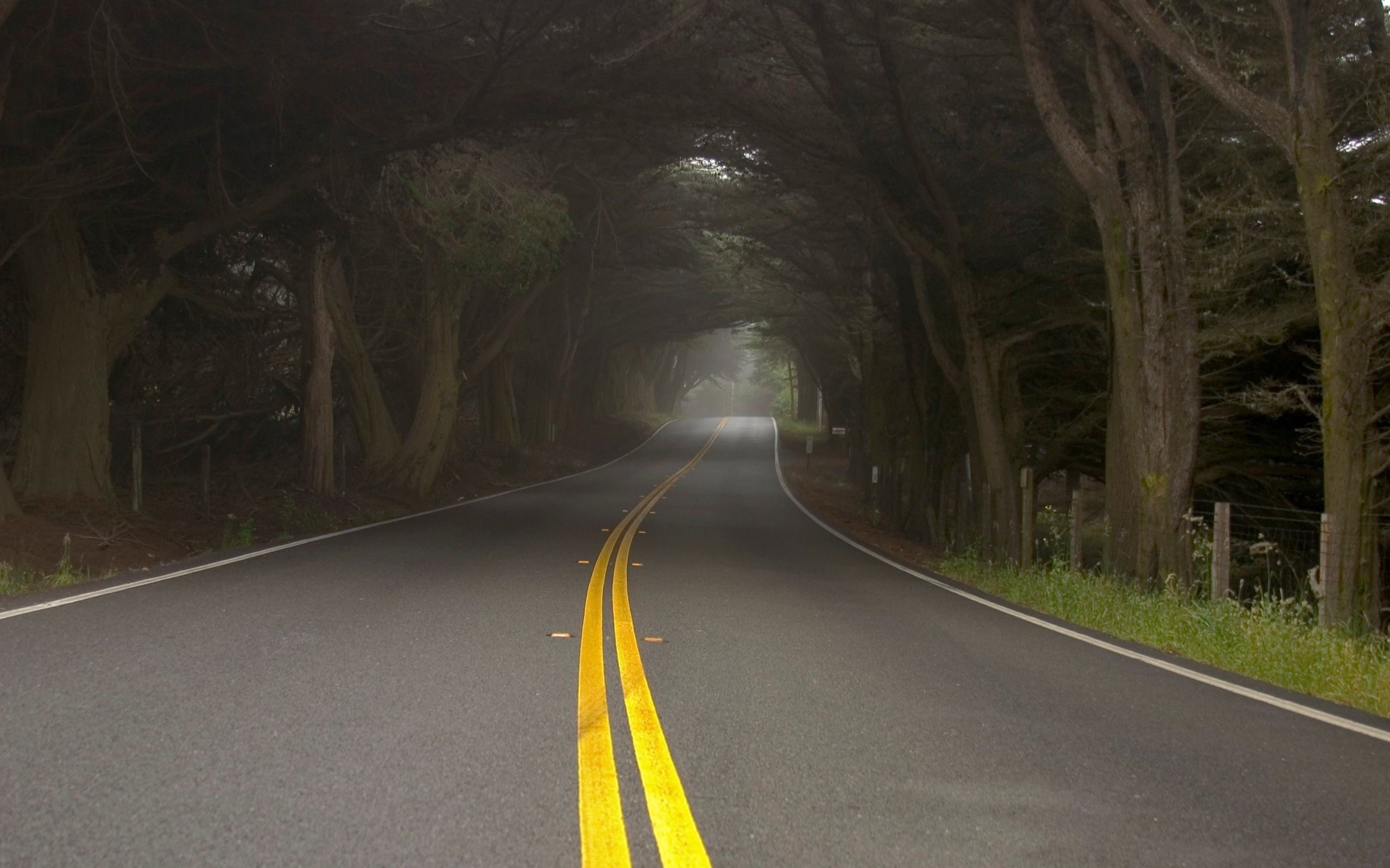 forest, 2K, double yellow line, vanishing point, day, transportation, tree, no people, direction, dividing line, sign, outdoors, nature, the way forward, HD Wallpaper