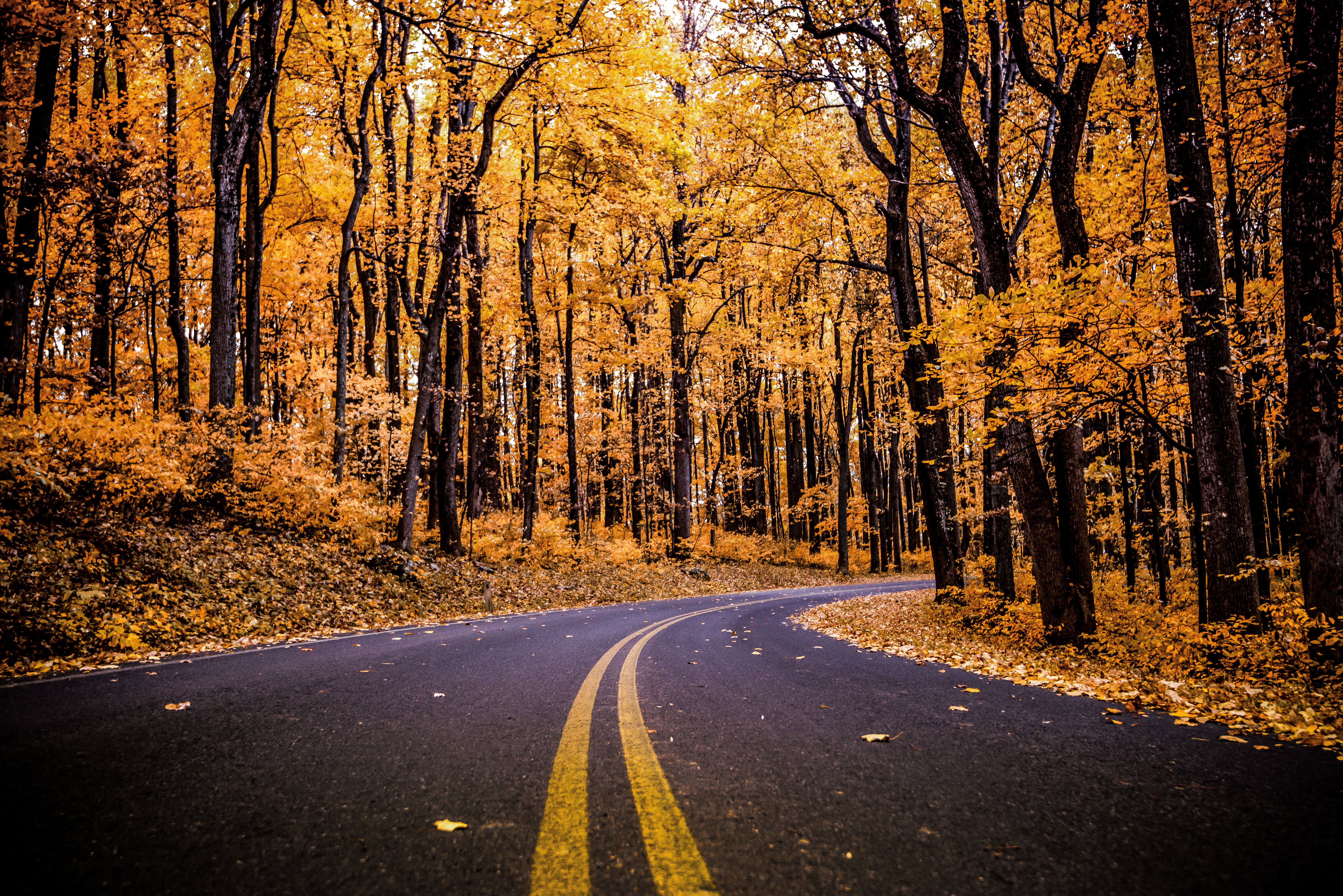 tranquility, woodland, marking, Forest, Pathway, outdoors, diminishing perspective, land, plant, sign, 5K, direction, transportation, road marking, symbol, HD Wallpaper