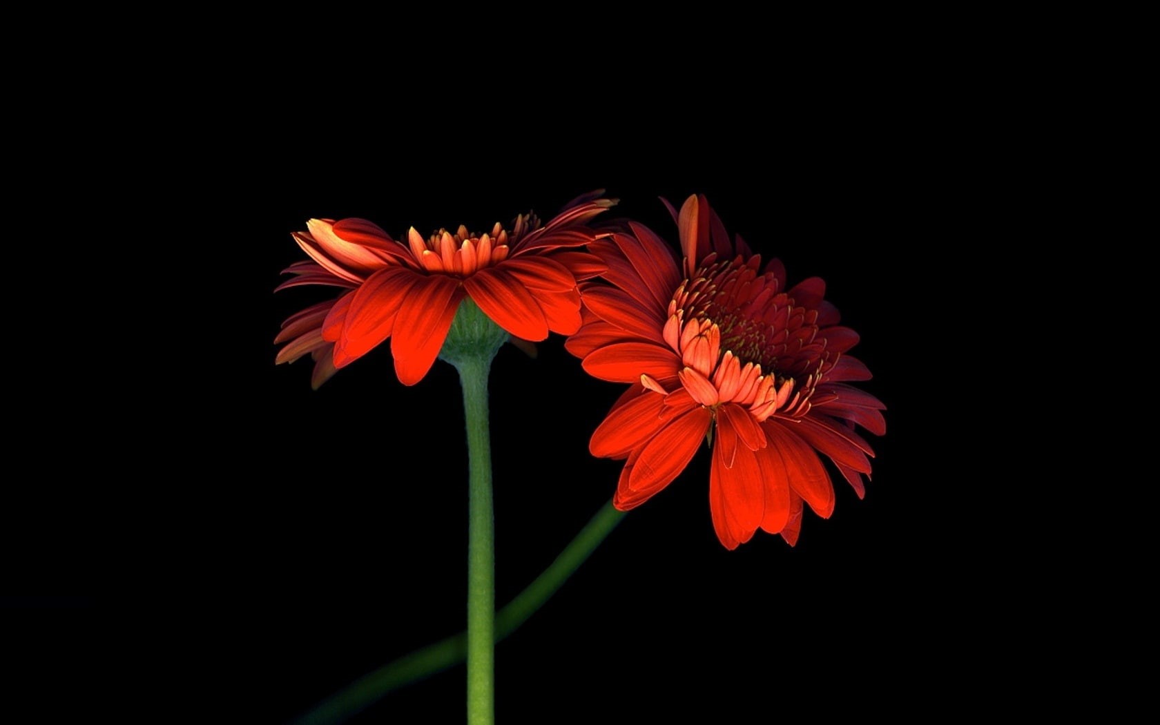 Black, Orange, Background, Two, Gerbera, 720P, Flowers, HD Wallpaper
