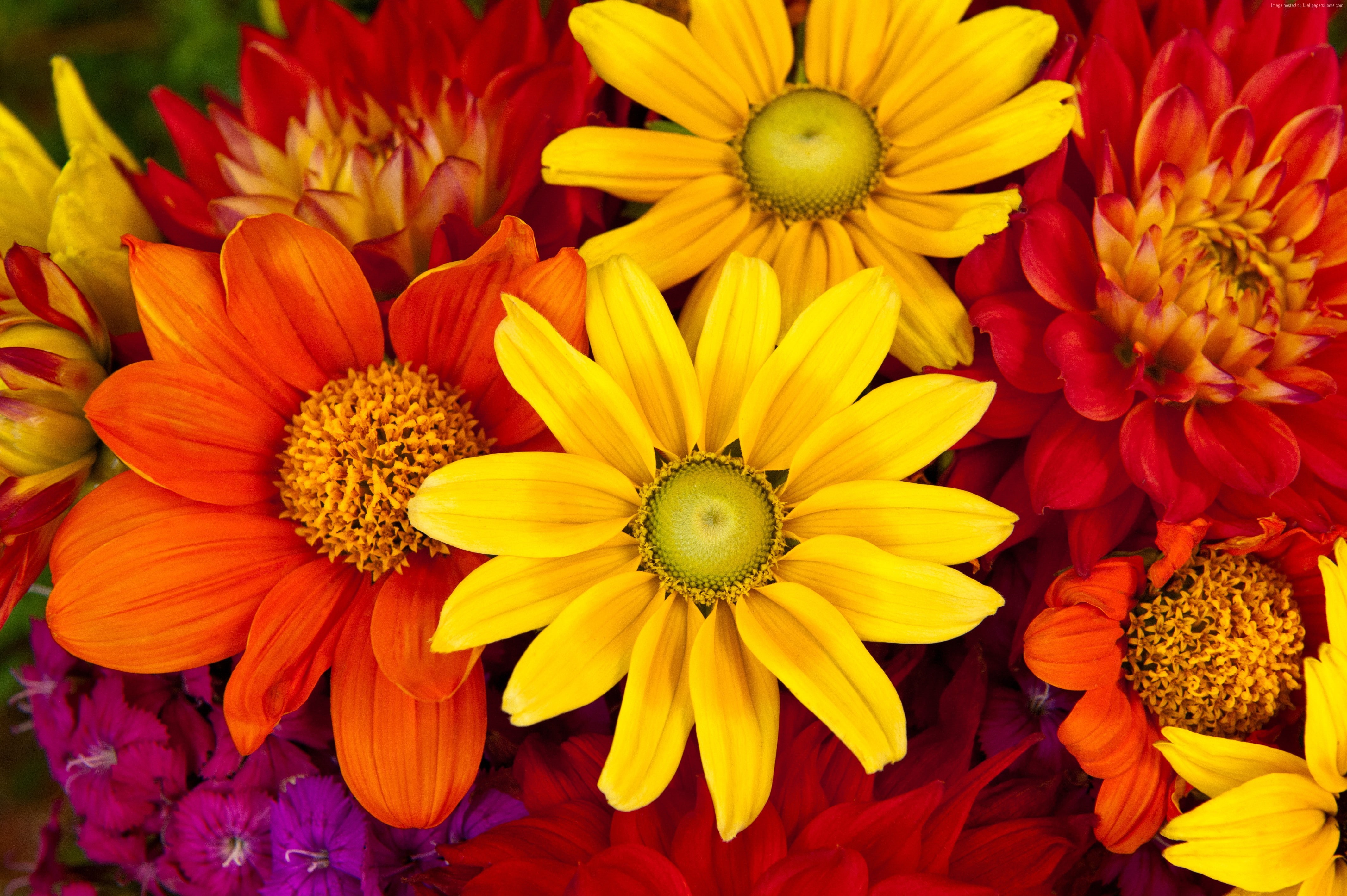 Flower bouquet, 5k, Gerbera, colorful, flower, autumn, 4k, 4K, HD Wallpaper