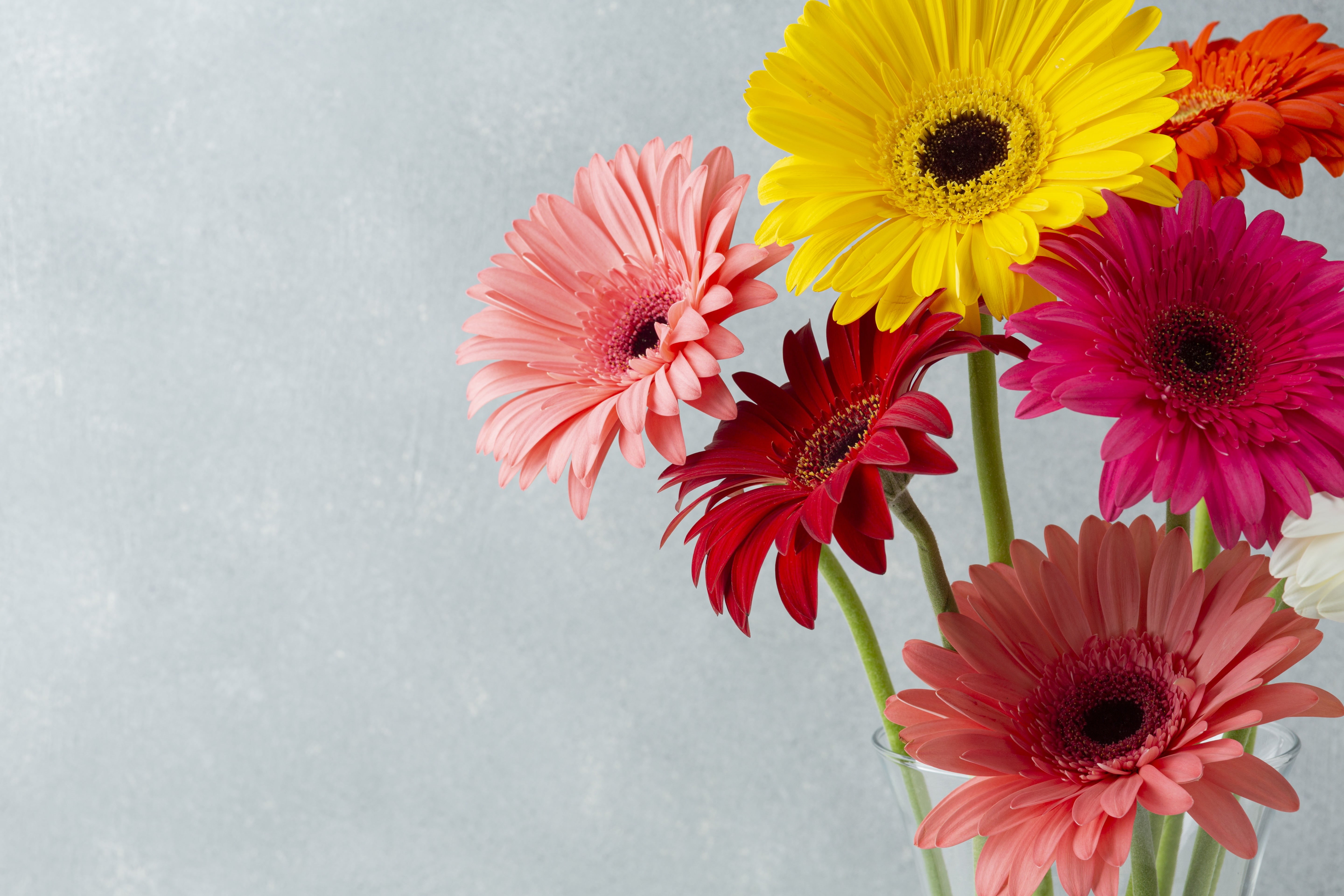 5K, gerbera, flowers, bouquet, HD Wallpaper