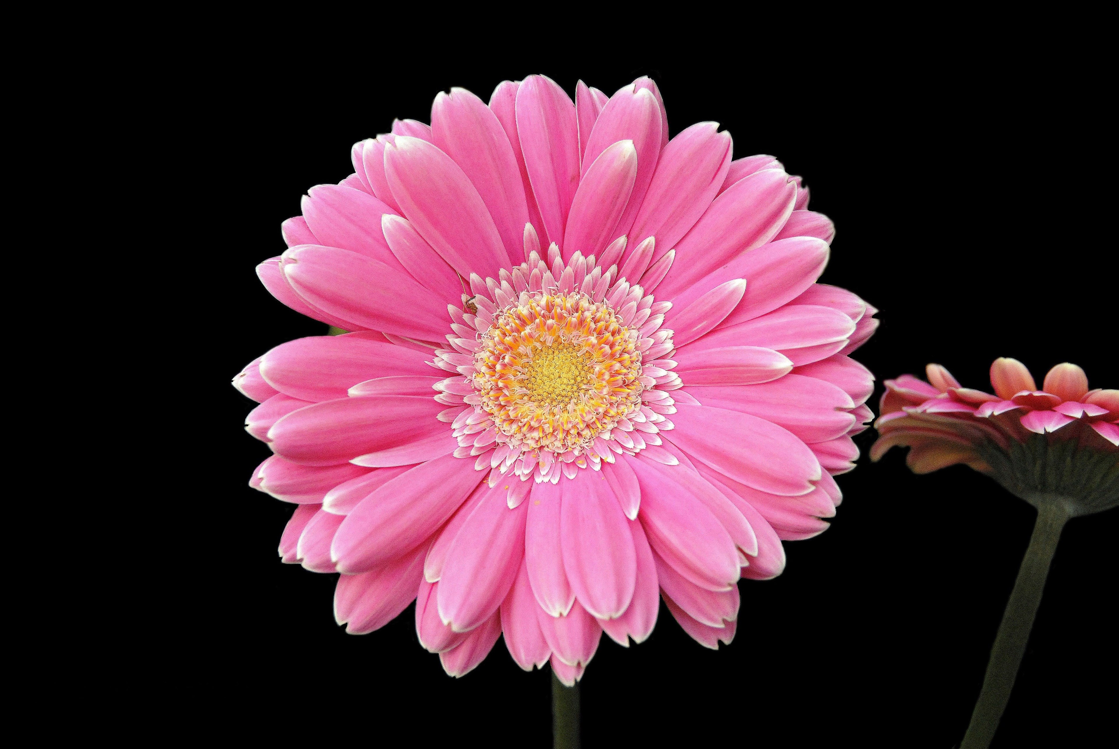 4K, gerbera flower 4k desktop  hd  download, HD Wallpaper