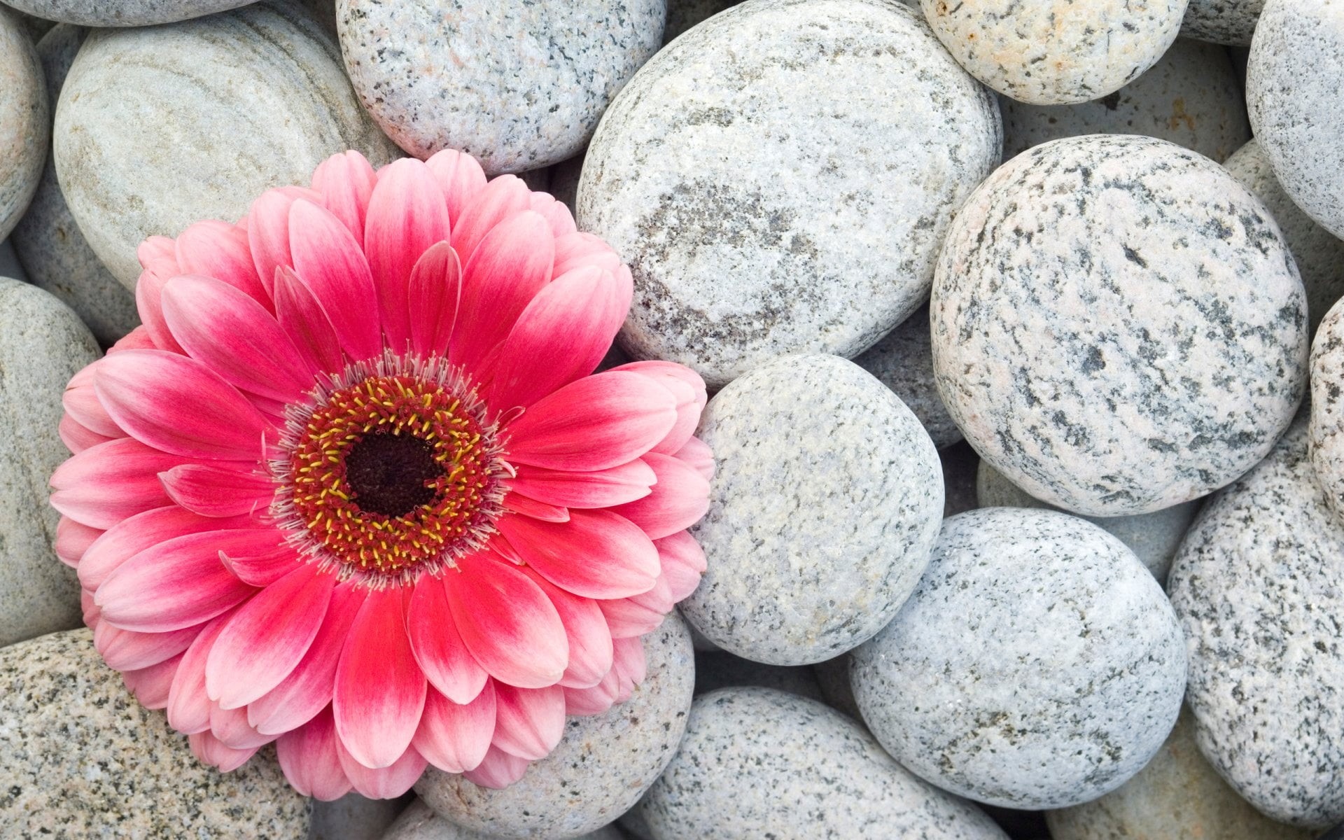rock - object, flower head, vulnerability, inflorescence, Flower, outdoors, large group of objects, Gerbera, no people, rock, plant, stone - object, solid, HD Wallpaper