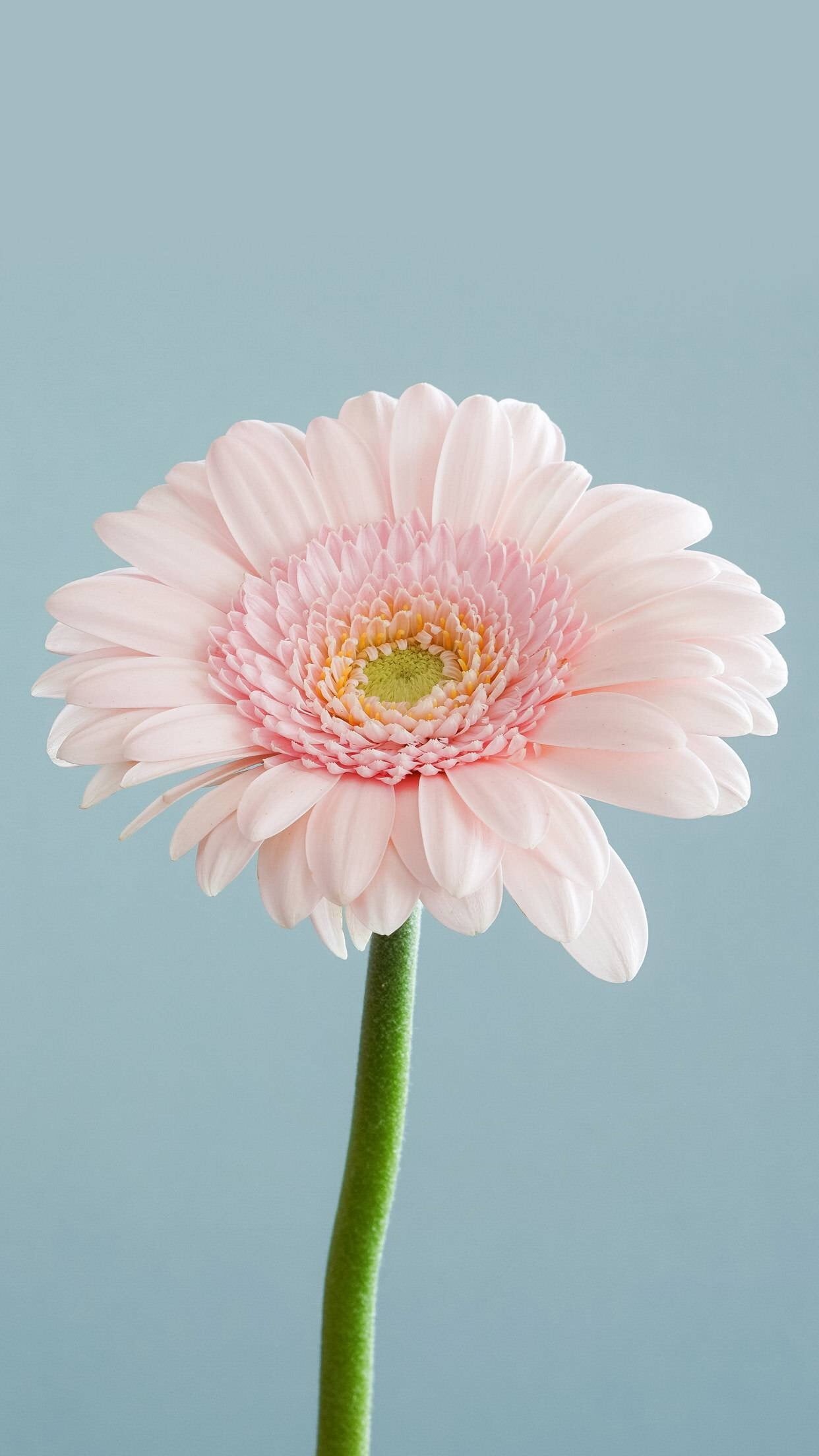 vulnerability, fragility, blue background, flowering plant, plant, beauty in nature, vertical, close-up, indoors, pink color, freshness, nature, growth, Phone HD Wallpaper