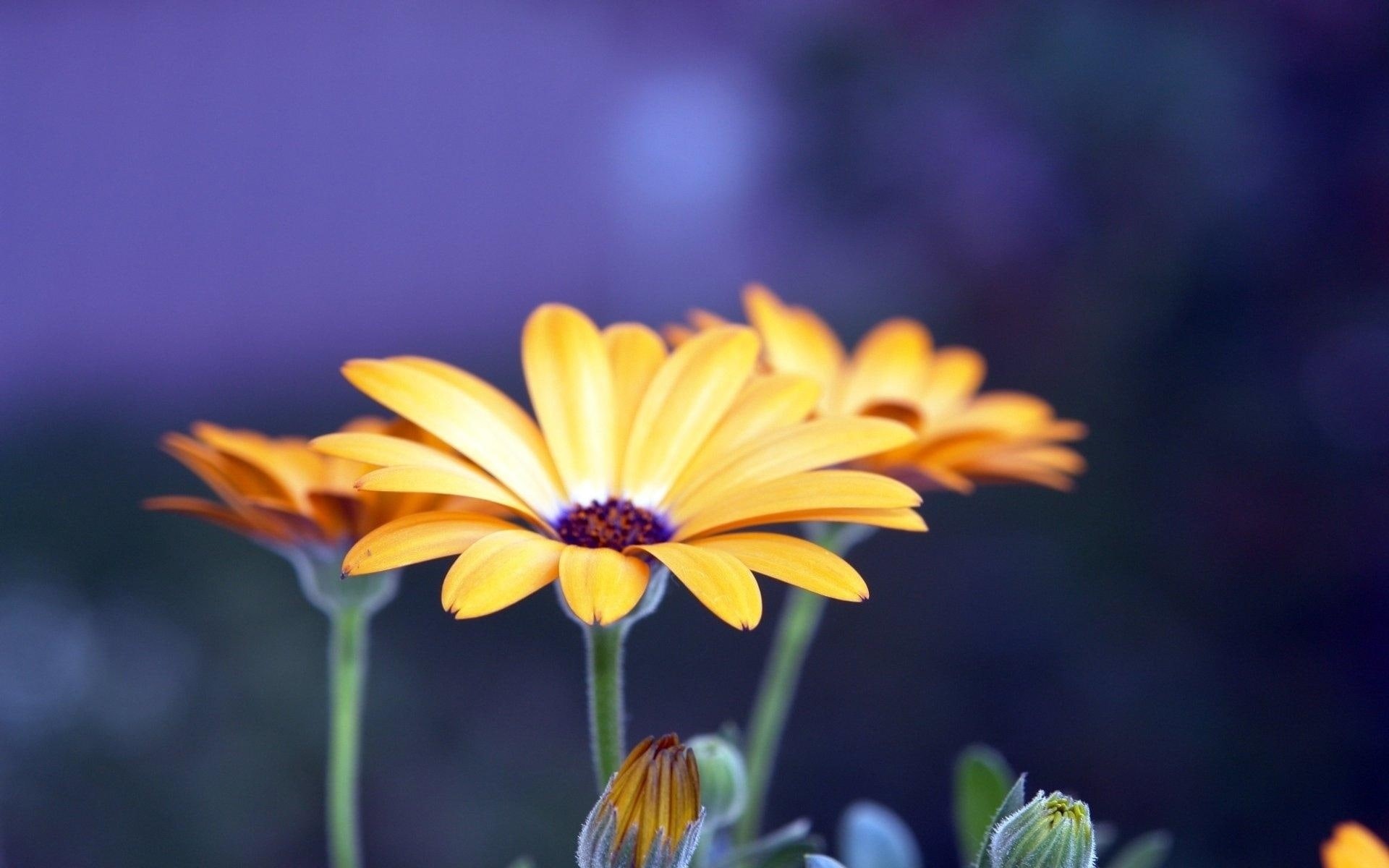 close, Blue, Flower, Gerbera, Background, 1080P, Yellow, HD Wallpaper