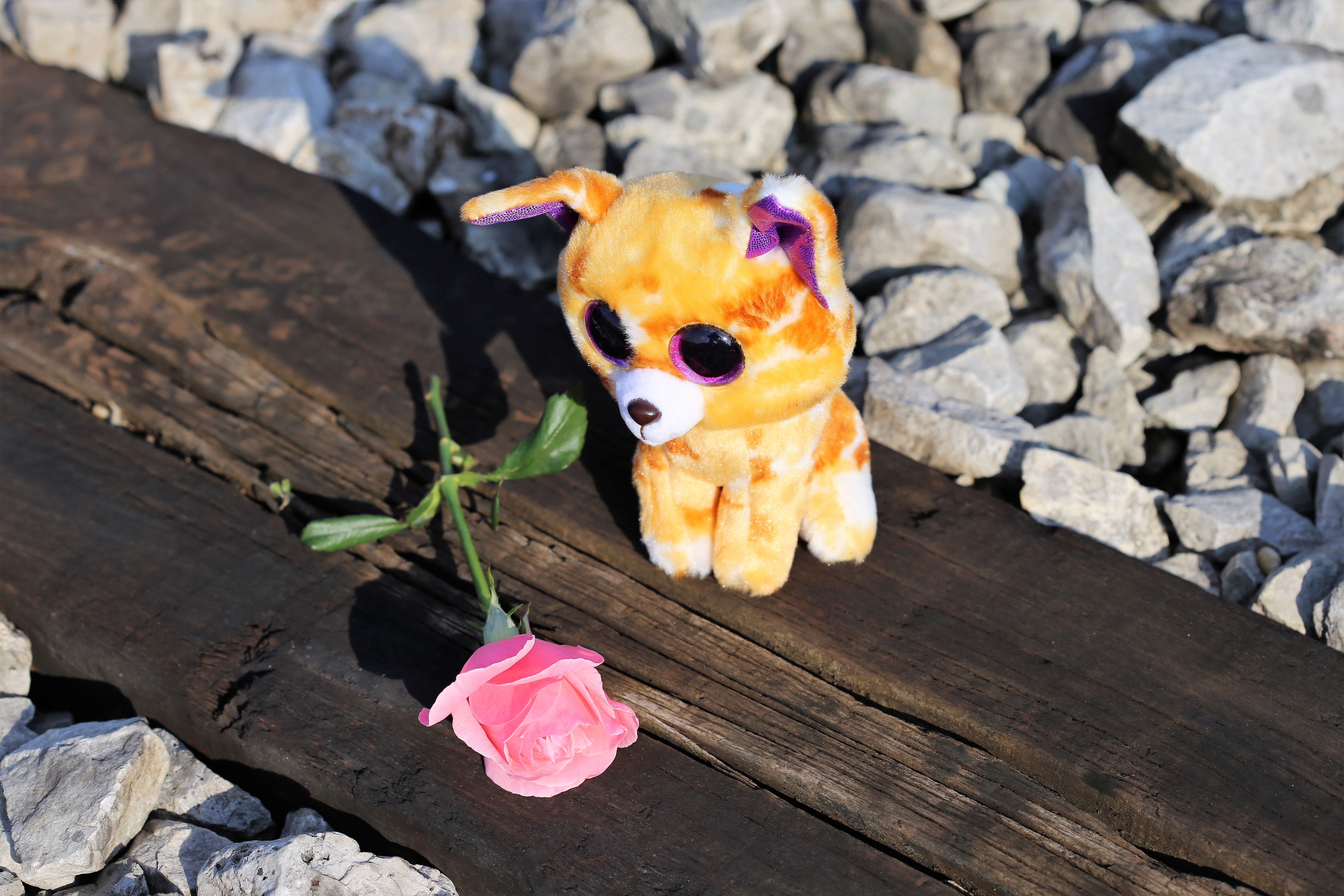 bad grades, sad kitty on rail, focus on foreground, education can kill, animal representation, competitive education system, society pressure, help kids and teens, HD Wallpaper