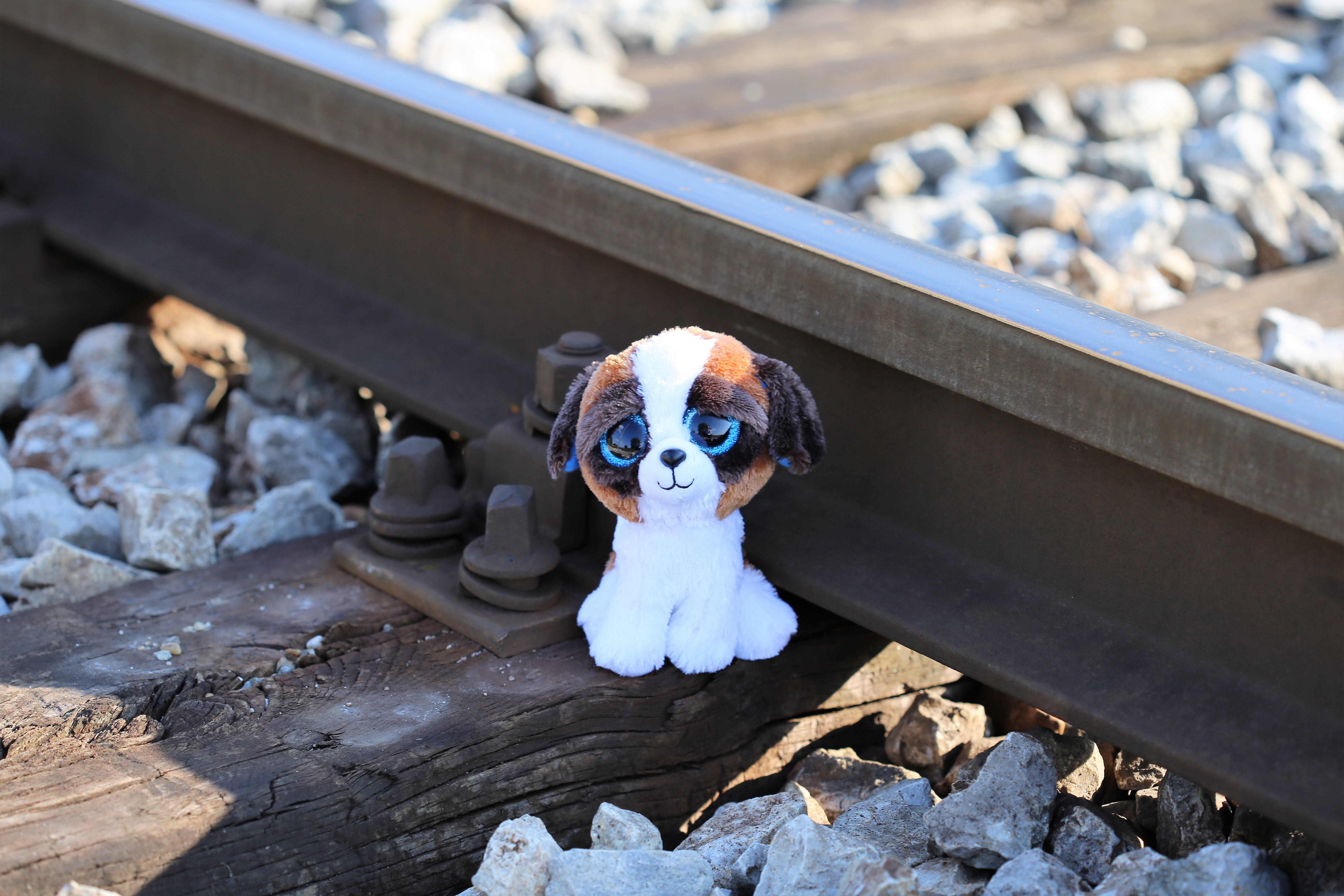 protect kids and teens, school stress, animal, 5K, railway, lost friend, mammal, help kids and teens, stop physical abuse, academic stress, animal themes, HD Wallpaper