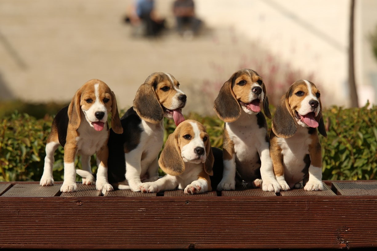 looking at camera, portrait, vertebrate, canine, wood - material, pets, animal, day, dog, young animal, one animal, animal family, domestic animals, no people, HD Wallpaper