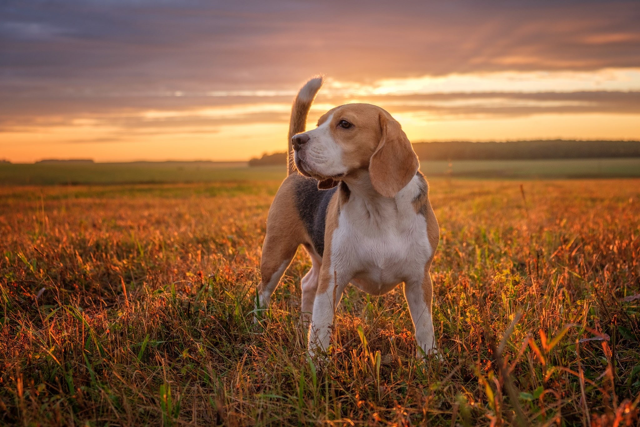 field, sunset, Beagle, dog, 1080P, HD Wallpaper