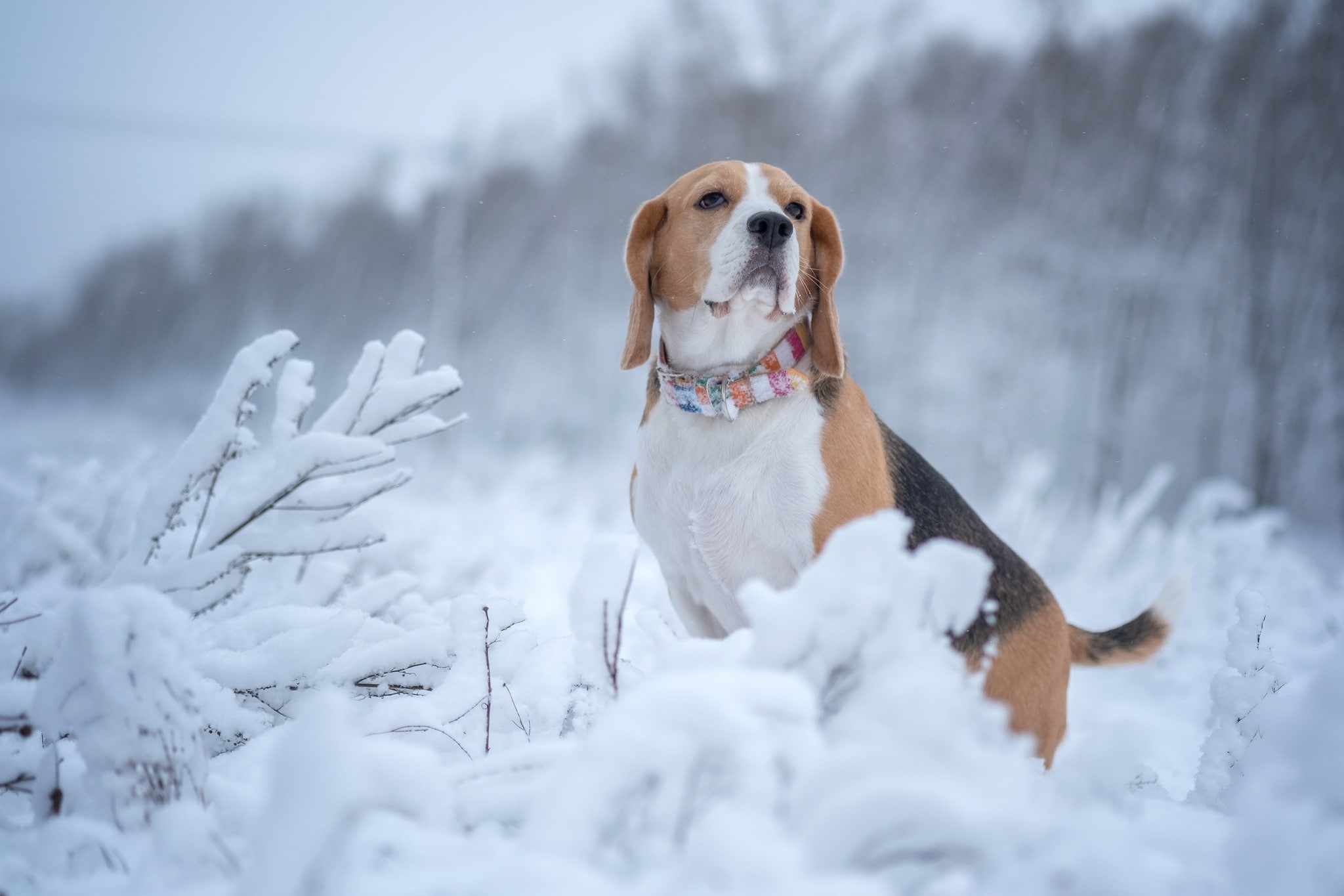 winter, snow, Beagle, 1080P, dog, HD Wallpaper