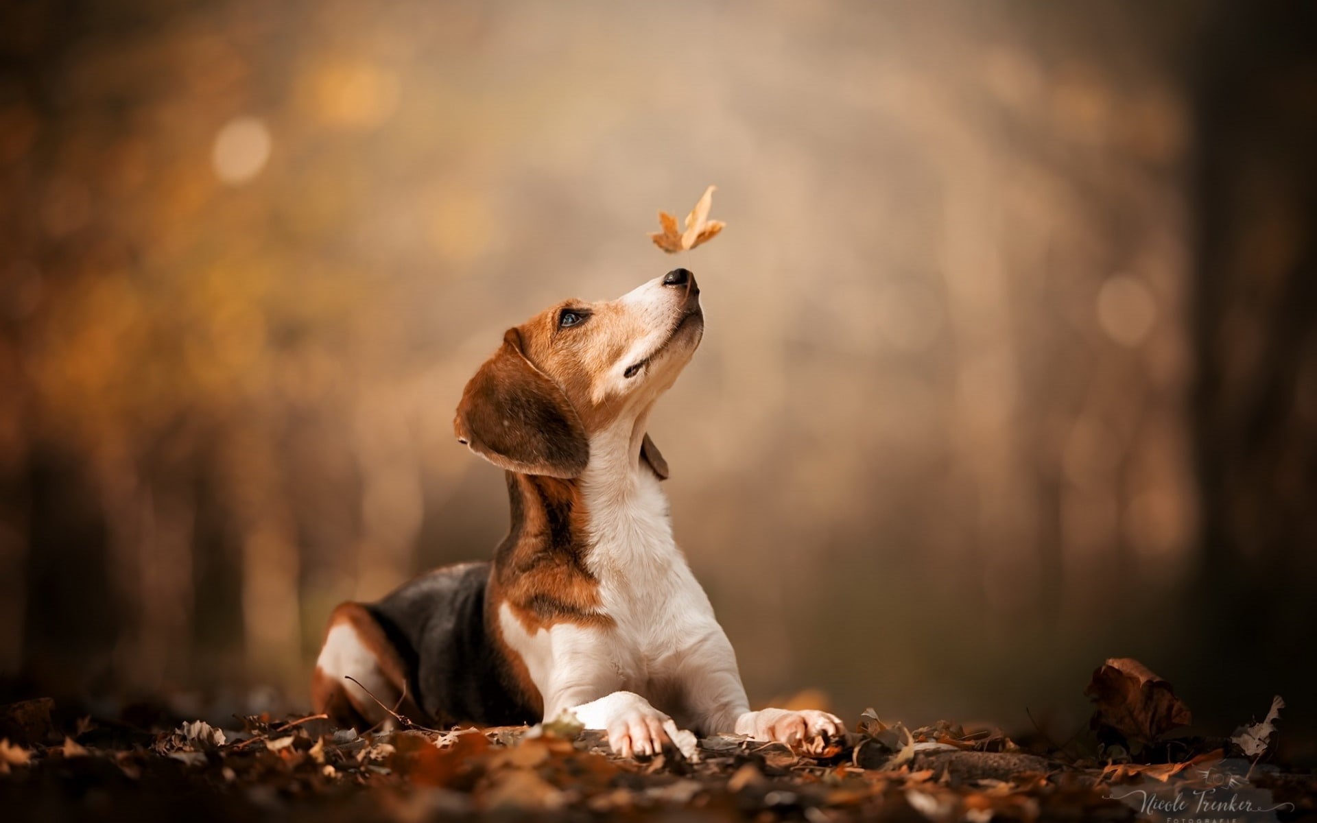 dog, canine, leaf, one animal, no people, land, photography, autumn, domestic, mammal, nature, sitting, plant part, leaves, change, dogs, domestic animals, HD Wallpaper
