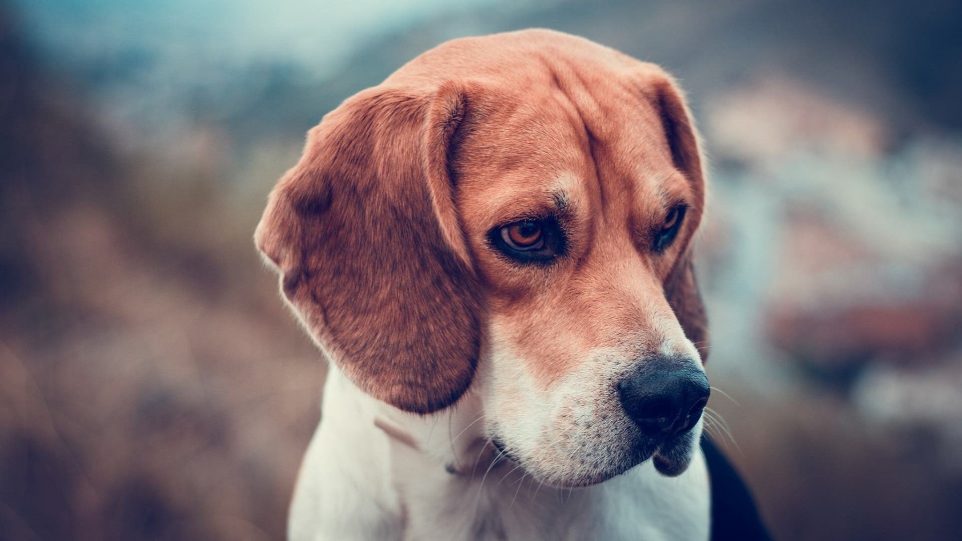 animal themes, vertebrate, puppies, focus on foreground, domestic, dog, purebred dog, animal head, animal body part, mammal, beagle, animal, pets, brown, HD Wallpaper