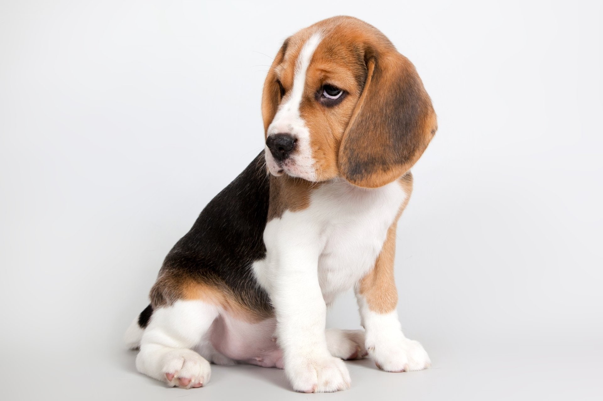 no people, animal themes, portrait, innocence, animal, indoors, studio shot, 1080P, purebred dog, Dog, Cute, Baby Animal, domestic animals, canine, mammal, HD Wallpaper
