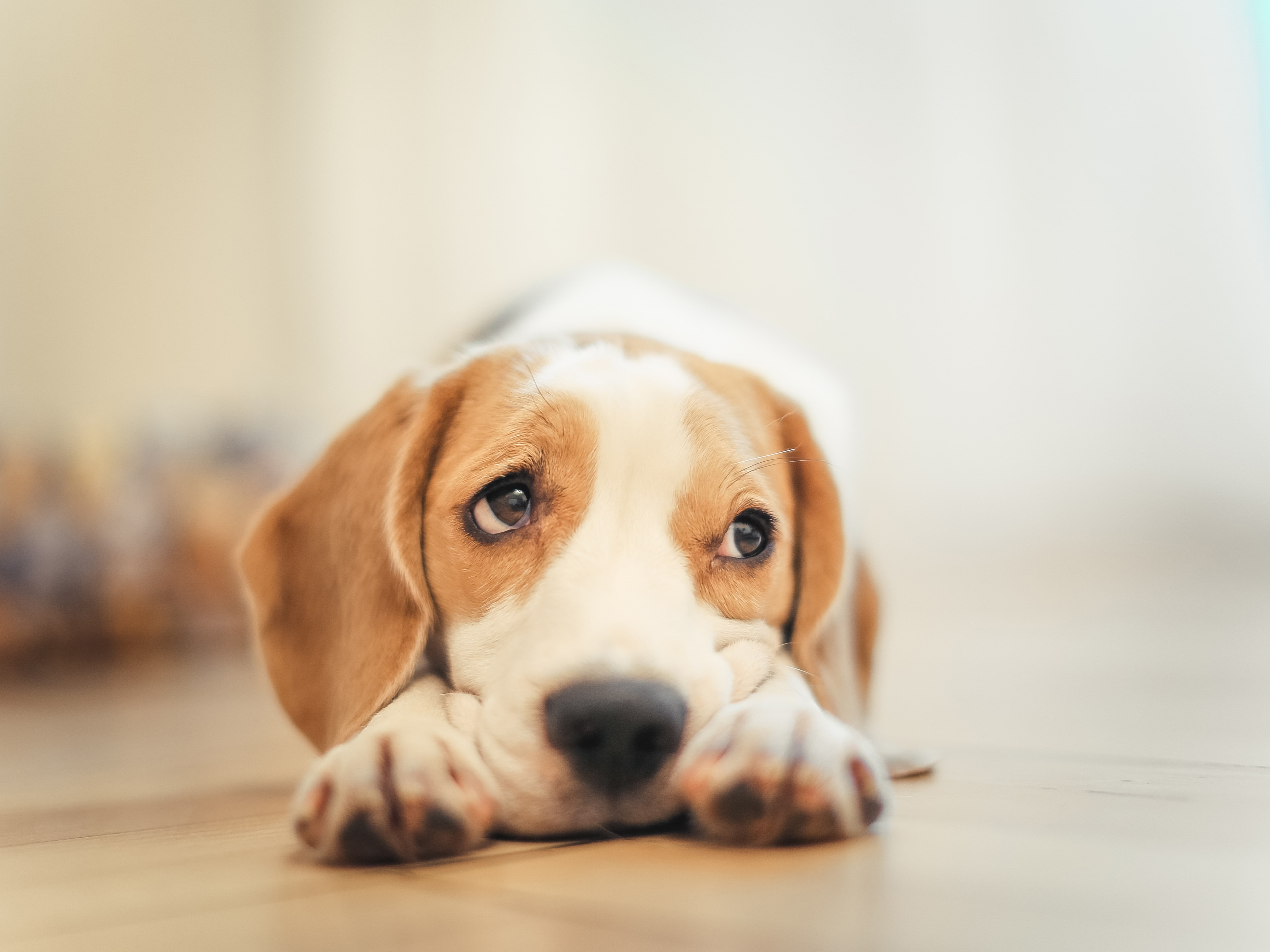 dogs, white, dog, puppy, pup, snappy, Beagle, pet, brown, 4K, Snoopy, HD Wallpaper