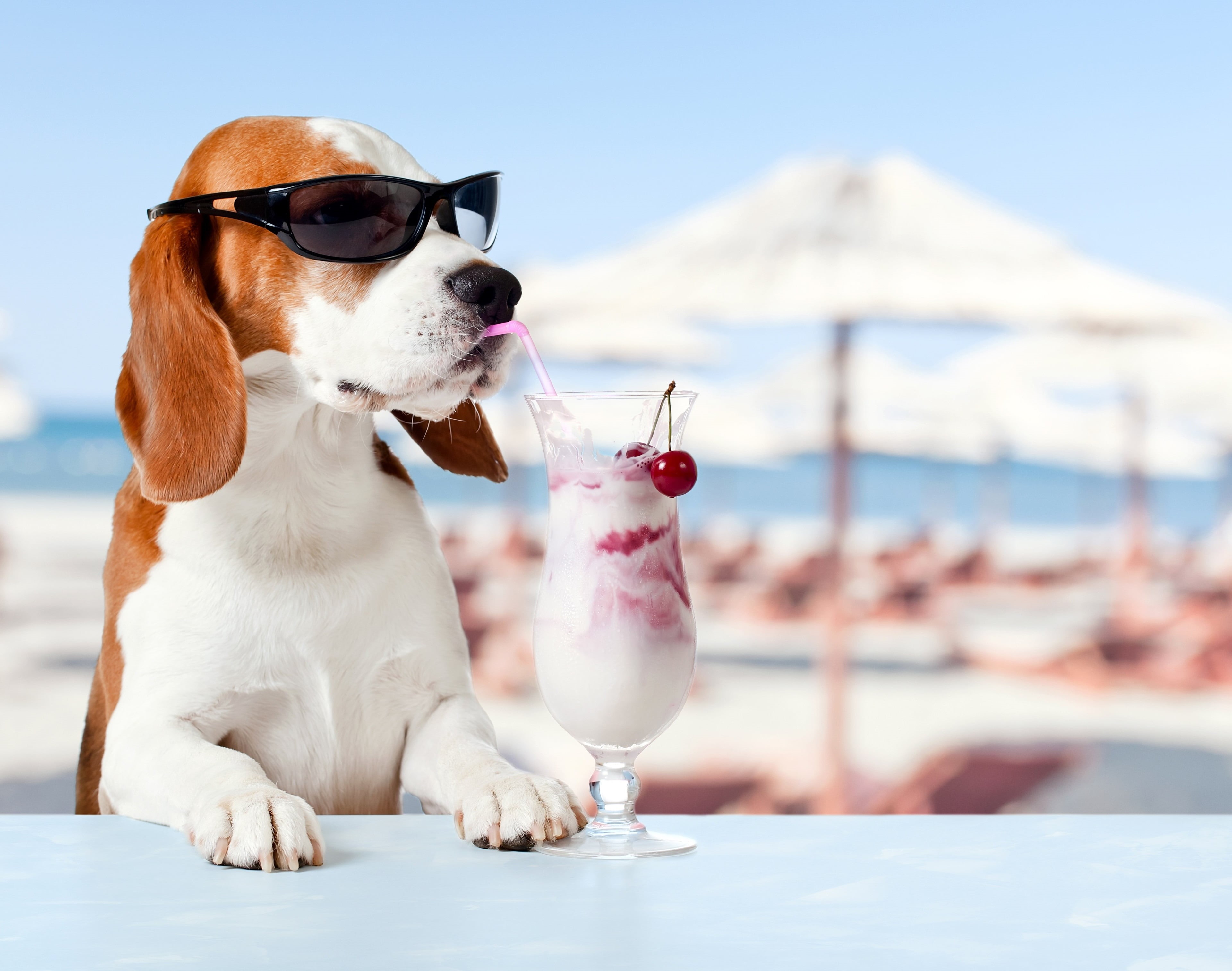 hungry, one animal, drink, 4K, sunglasses, glass, domestic animals, dog, animal themes, drinking glass, drinking, refreshment, food, focus on foreground, HD Wallpaper