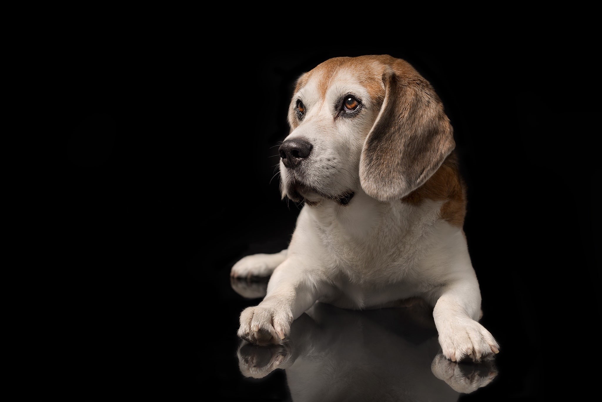 portrait, puppy, black background, 1080P, dog, Beagle, paws, HD Wallpaper