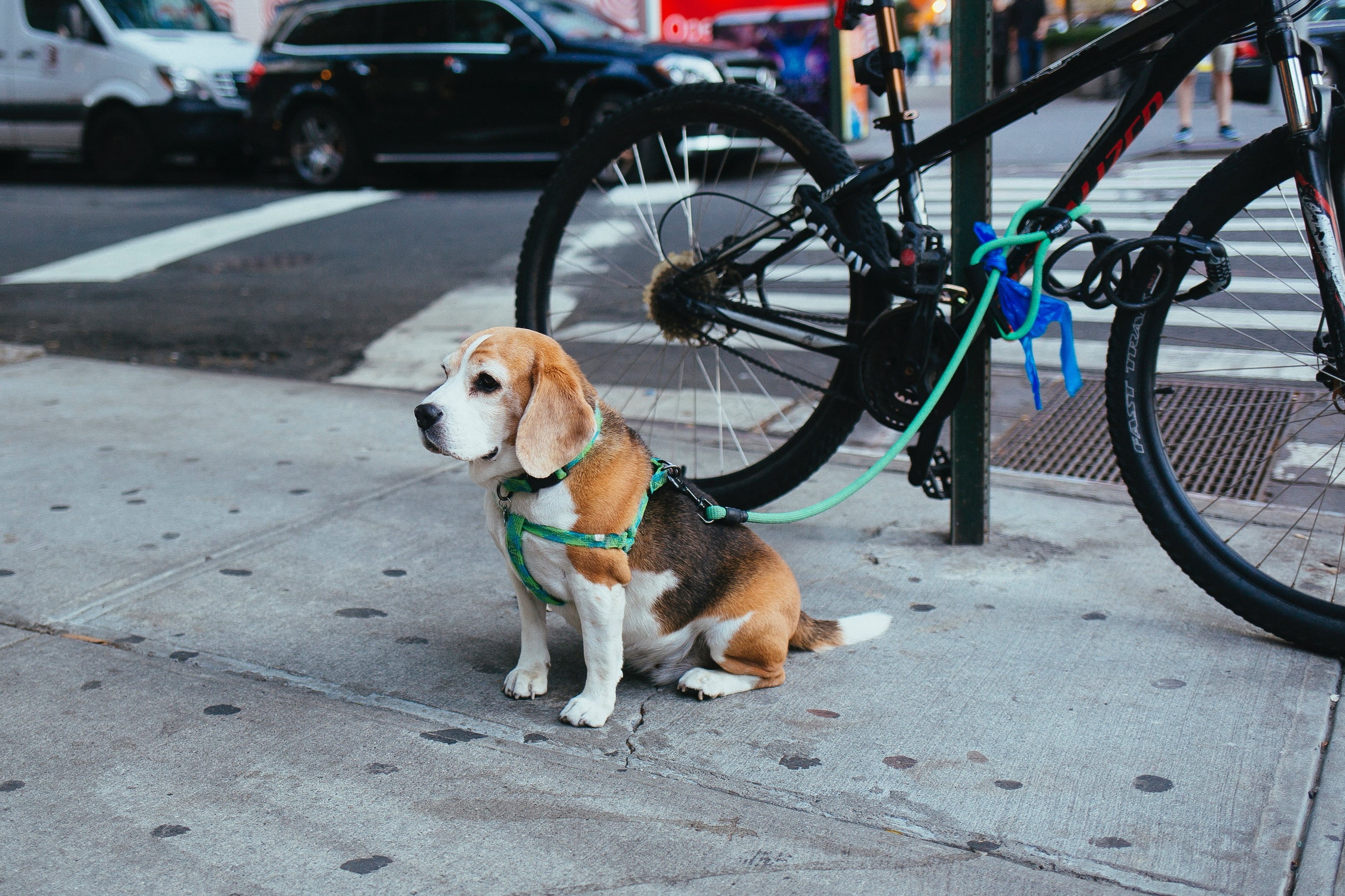 bicycle, friendship, cute, 2K, city, outdoors, vertebrate, brown, mode of transportation, adult, beagle, puppy, transportation, domestic Animals, street, HD Wallpaper