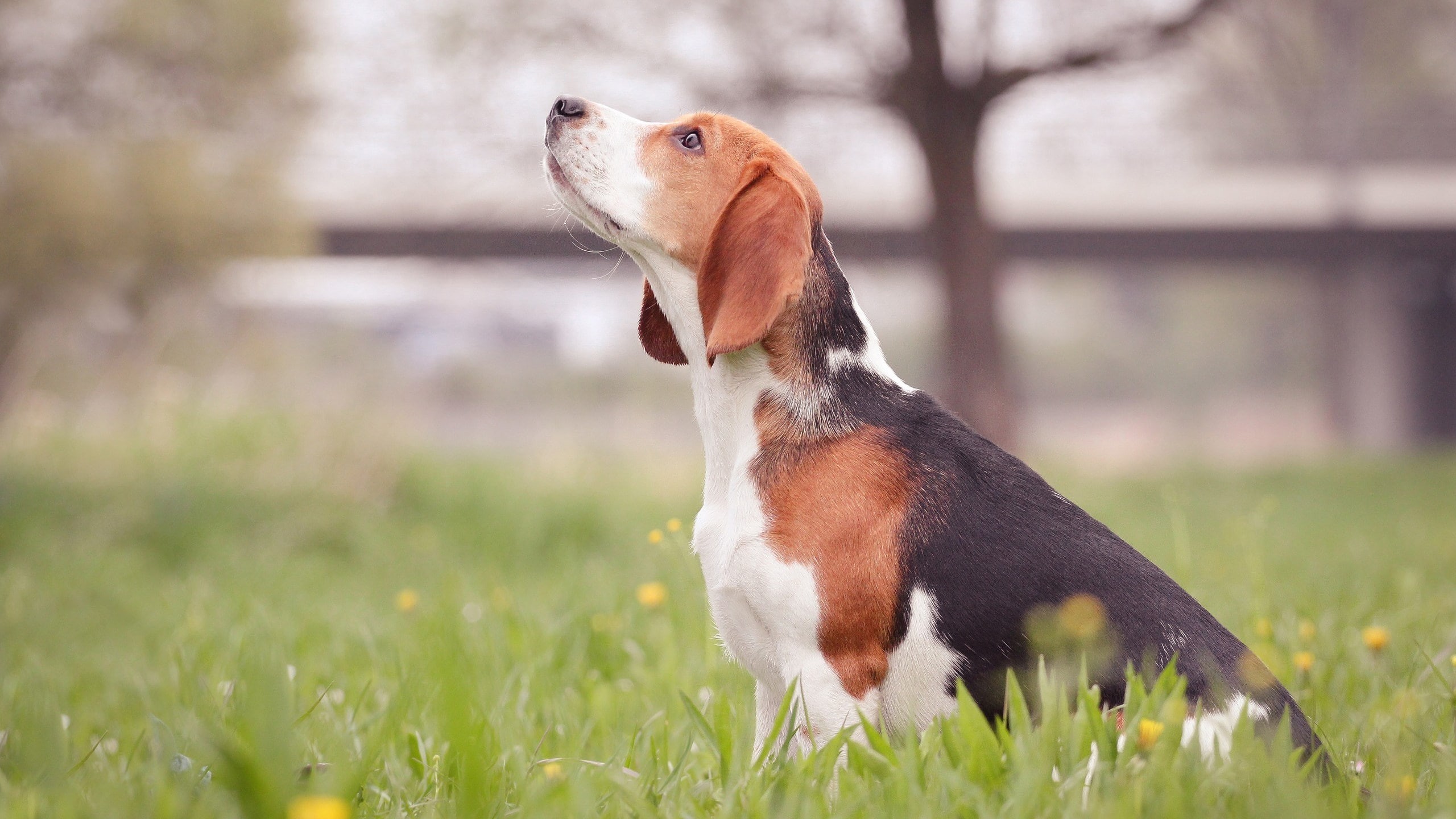 no people, animal, dog, outdoors, day, looking away, pets, plant, canine, selective focus, one animal, domestic animals, focus on foreground, nature, domestic, HD Wallpaper