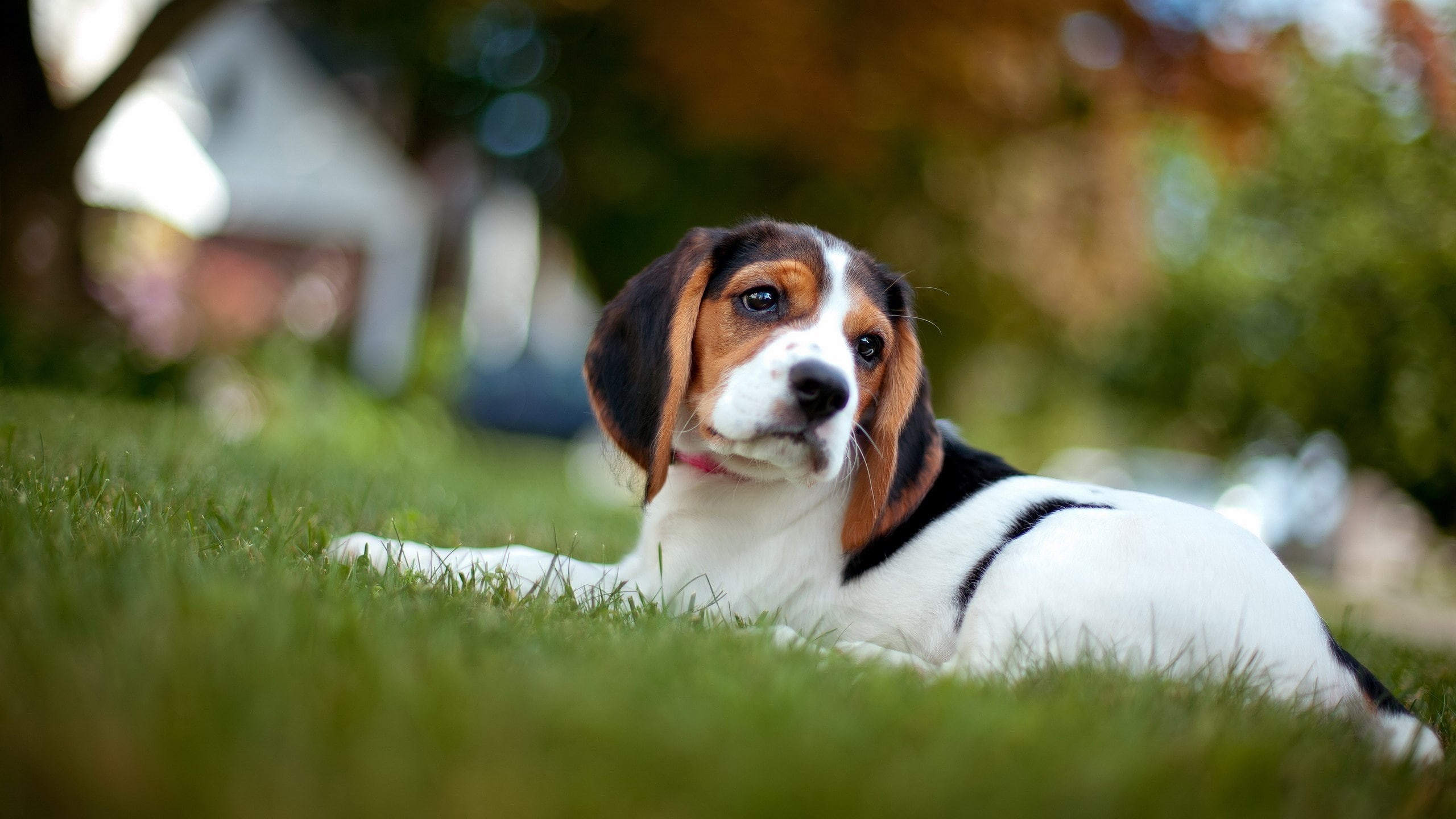 relaxation, purebred dog, canine, portrait, contemplation, domestic animals, domestic, plant, dog, looking away, focus on foreground, looking, mammal, 2K, HD Wallpaper