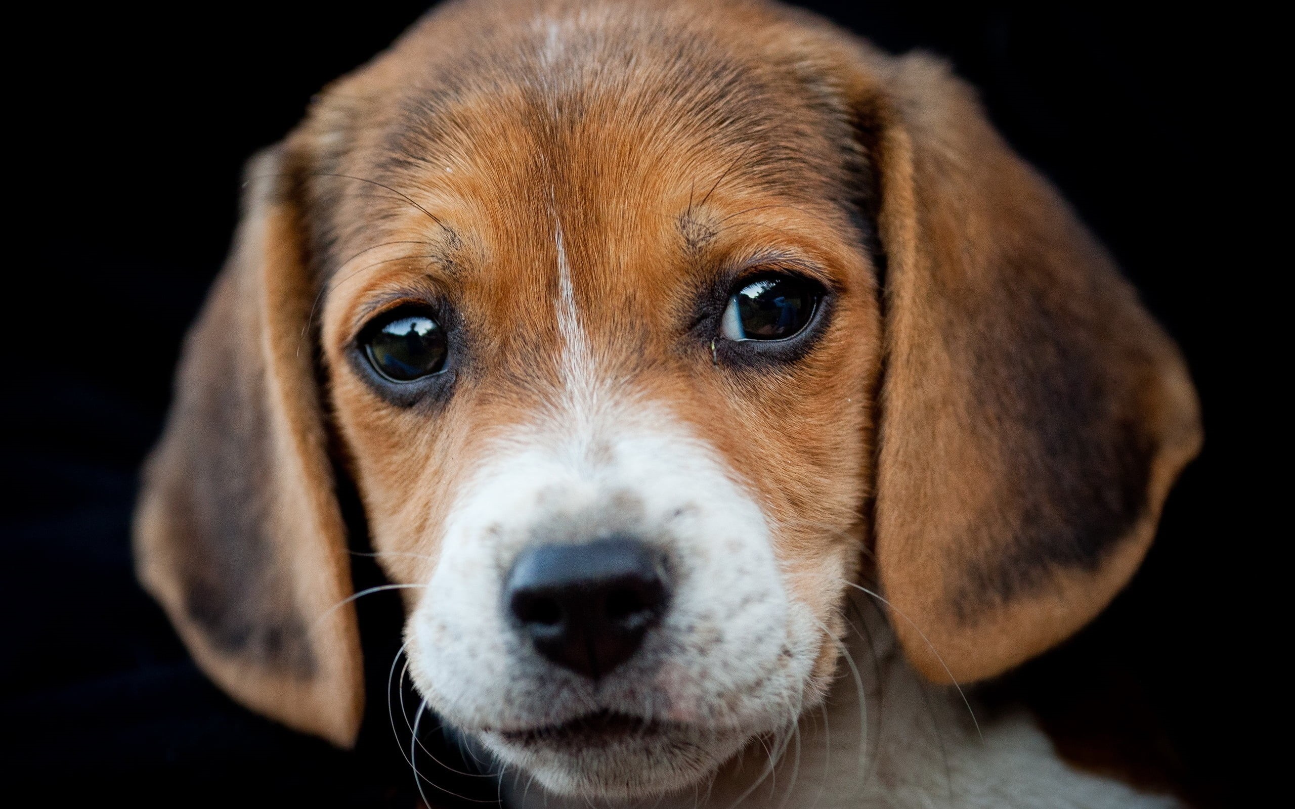 animal themes, young Animal, puppy, looking at camera, animal body part, eyes, animal Head, black background, friendship, one Animal, fur, vertebrate, small, HD Wallpaper