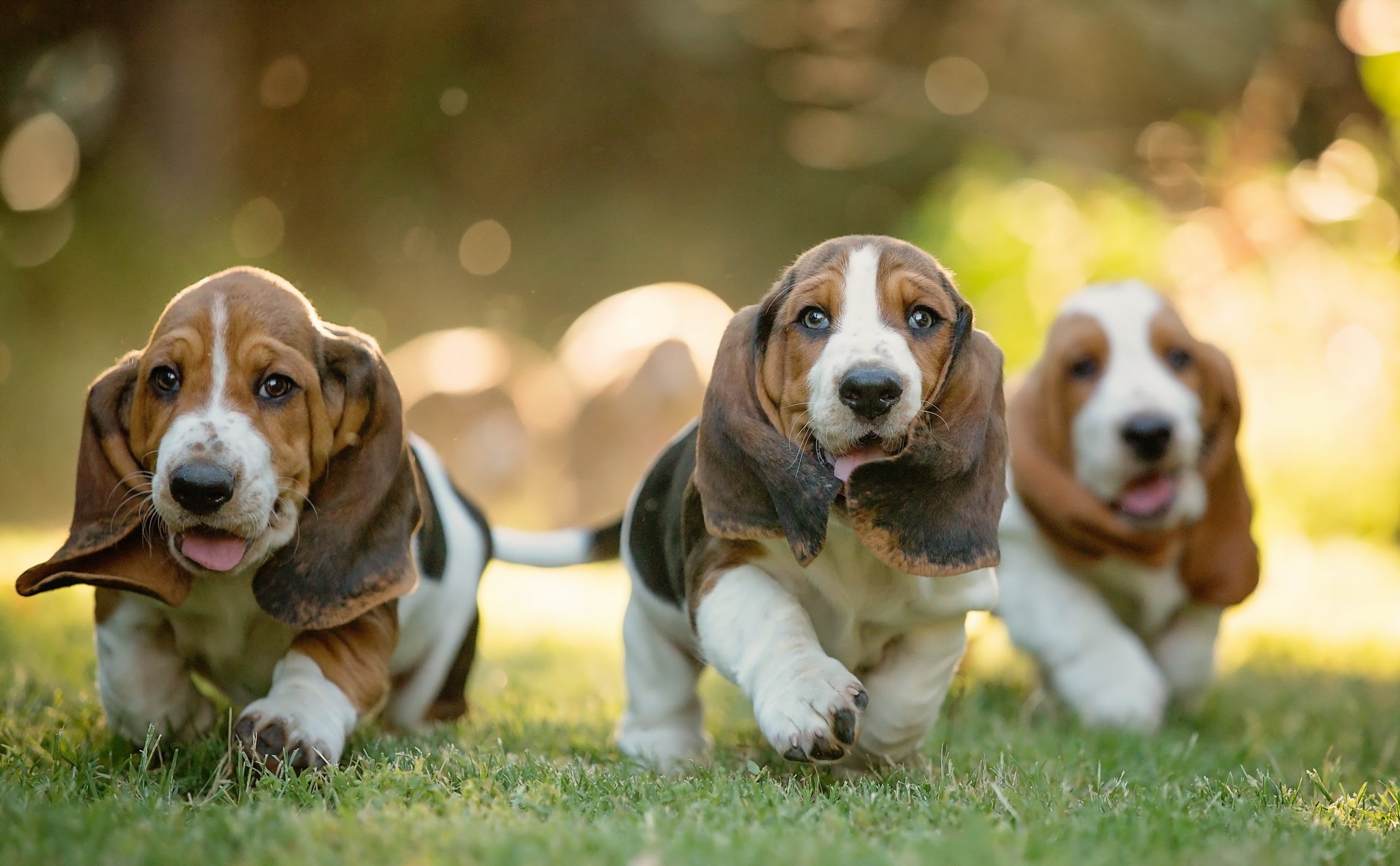 lying Down, outdoors, young Animal, looking at camera, cute, no People, dogs, basset, focus on foreground, 2K, purebred Dog, domestic, group of animals, HD Wallpaper