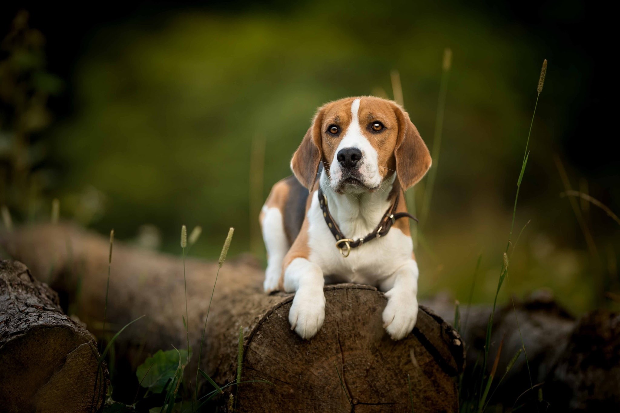 1080P, log, Beagle, look, dog, HD Wallpaper