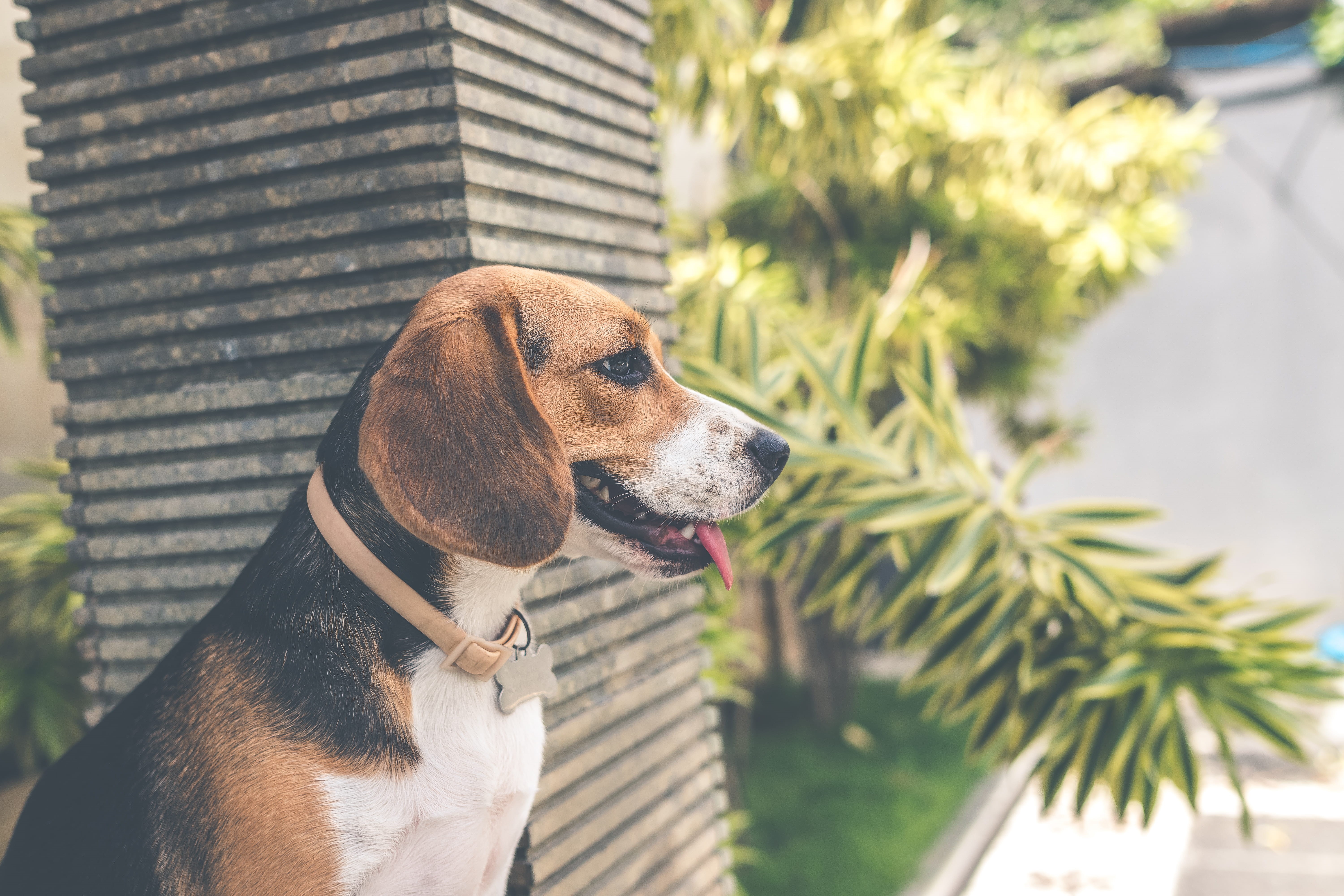 small, fur, animal, garden, sitting, looking, adult, background, purebred dog, pet, animal head, eye, nose, ground, canine, looking away, tree, collar, HD Wallpaper
