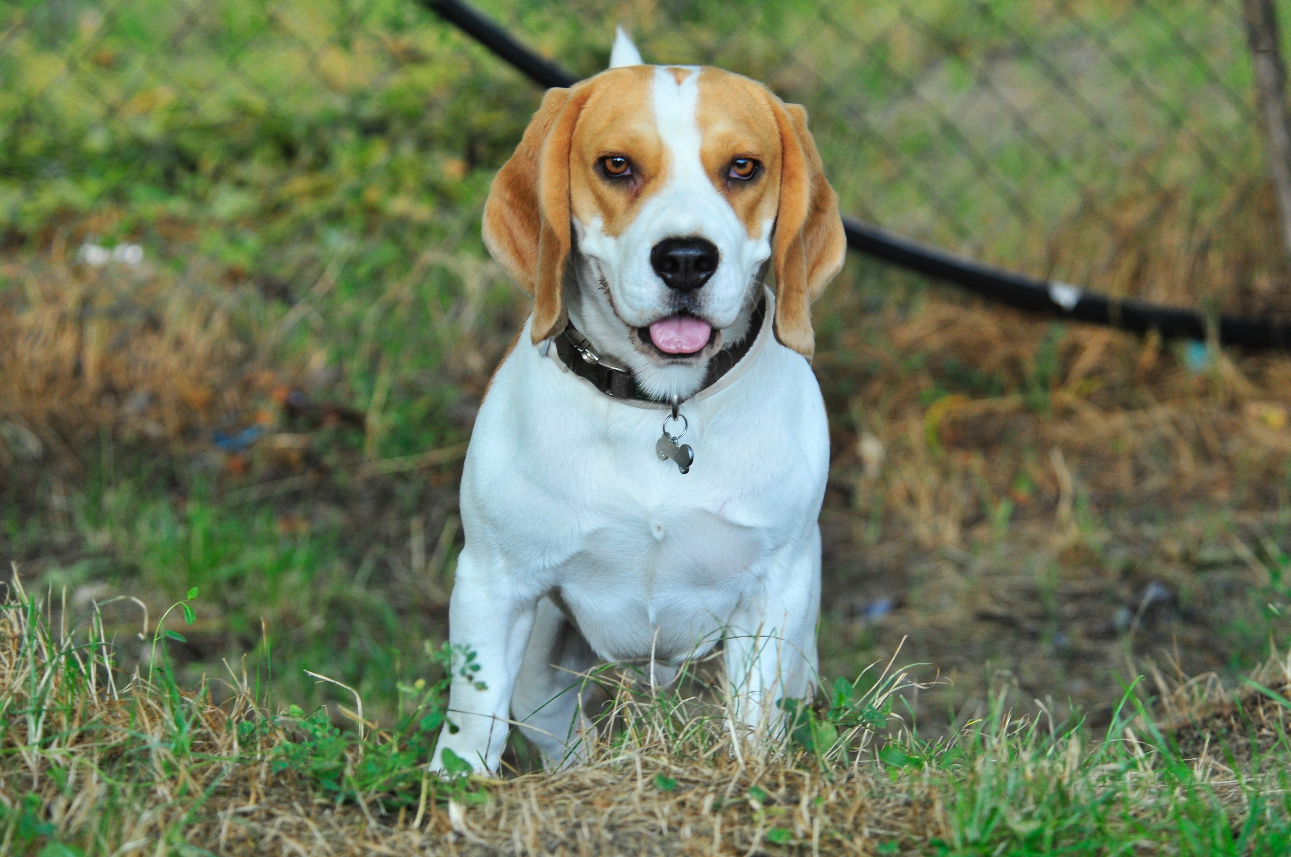 playful, looking at camera, friend, no people, domestic, young, day, pedigree, animal themes, dog, focus on foreground, pets, plant, cute, beagle, sweet, HD Wallpaper