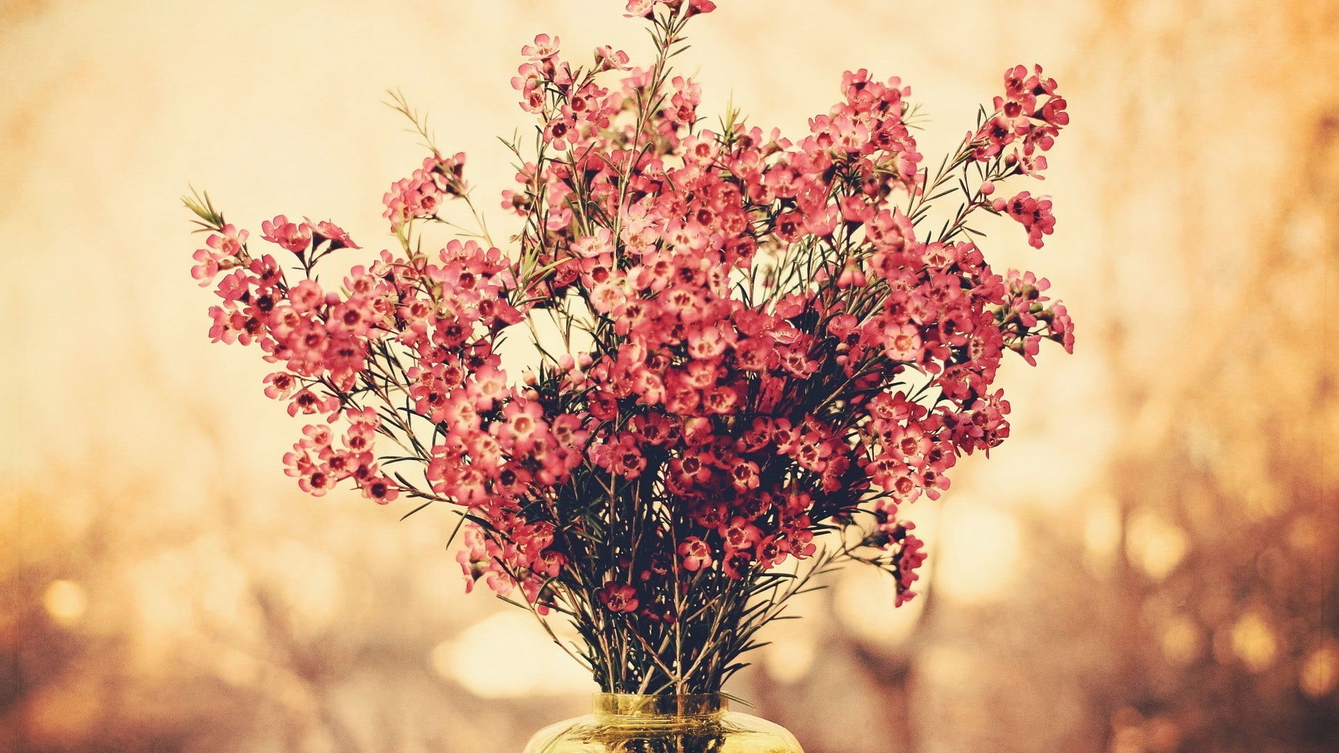 flower head, focus on foreground, no people, close-up, selective focus, bokeh, flowering plant, inflorescence, bouquets, day, red, beauty in nature, tree, HD Wallpaper