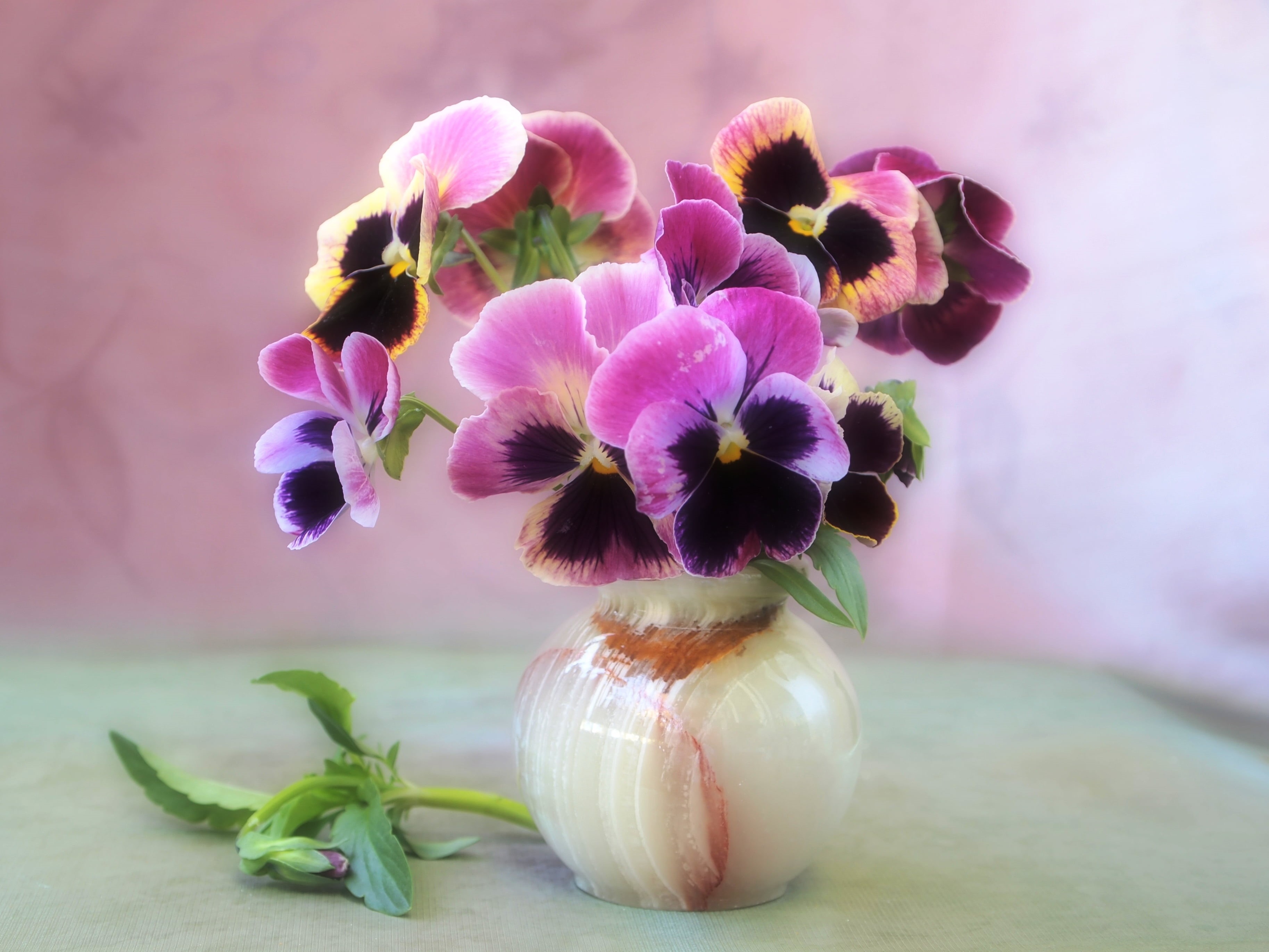 still life, indoors, beauty In Nature, purple, elegance, food, vegetable, vase, decoration, blossom, violet, freshness, 2K, centerpiece, flower, no People, HD Wallpaper