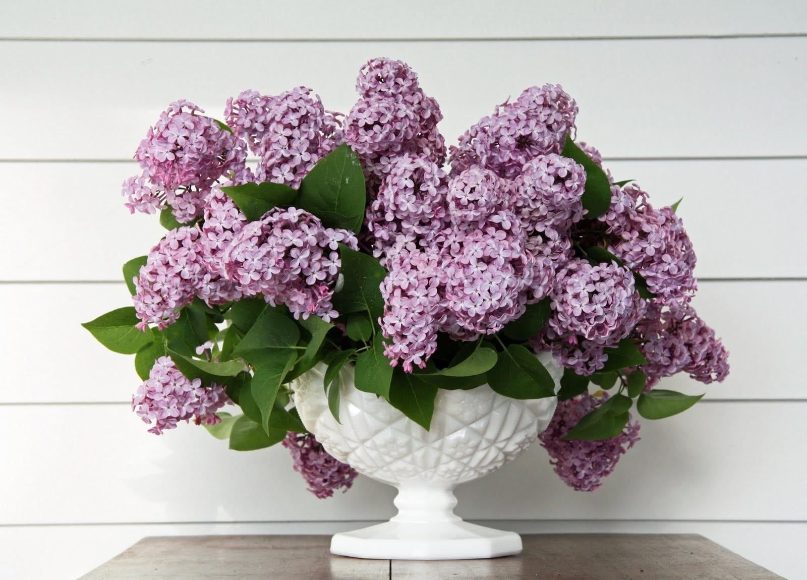 freshness, 720P, romance, backgrounds, leaves, nature, no people, petal, leaf, fragility, hydrangea, blossom, lilac, flower pot, blue, table, bunch of flowers, HD Wallpaper