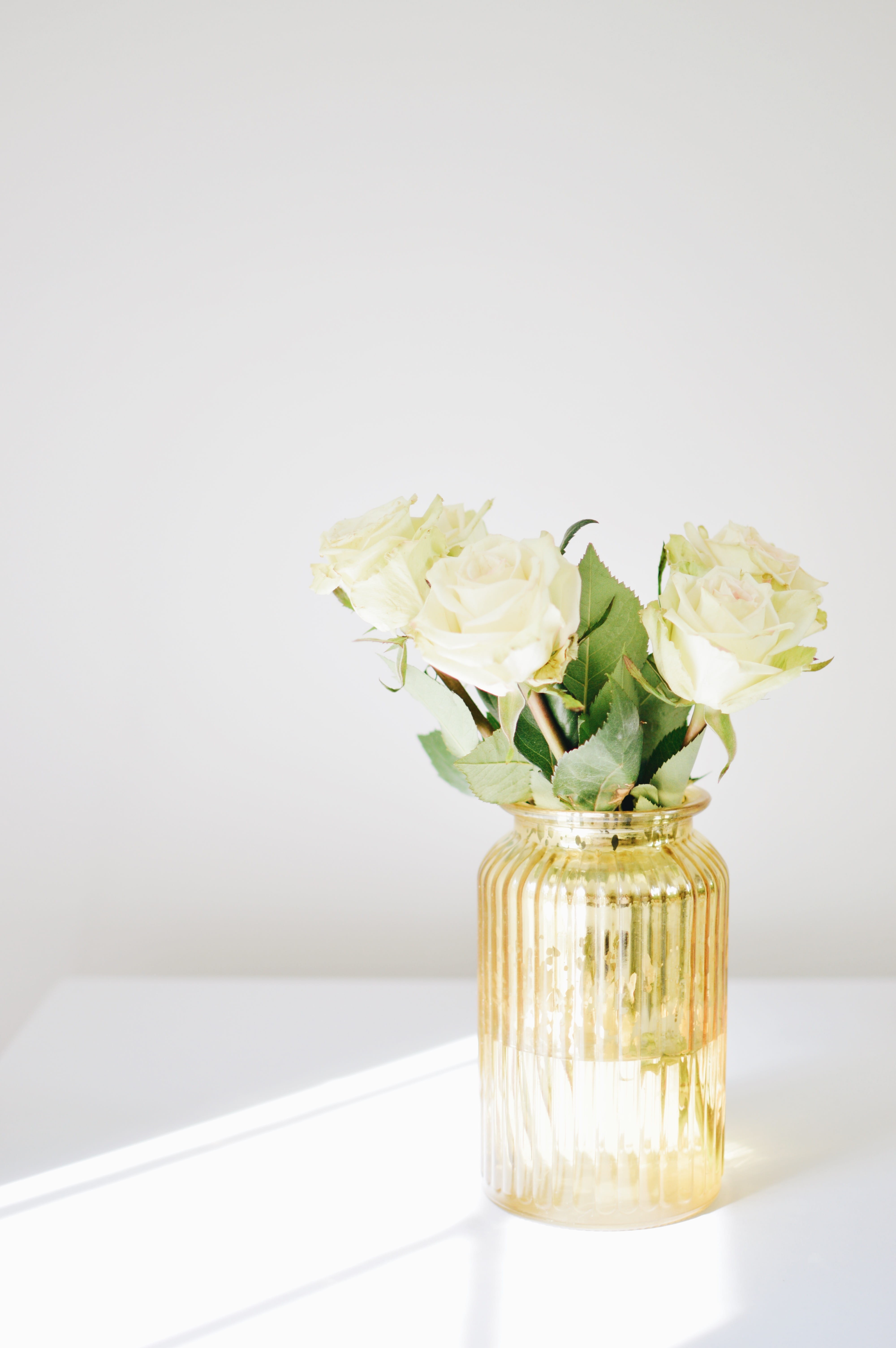 sunlight, rose, white background, leaf, wooden, copy space, transparent, three, home, still life, nature, flower arrangement, amber, plant, flowering plant, Phone HD Wallpaper
