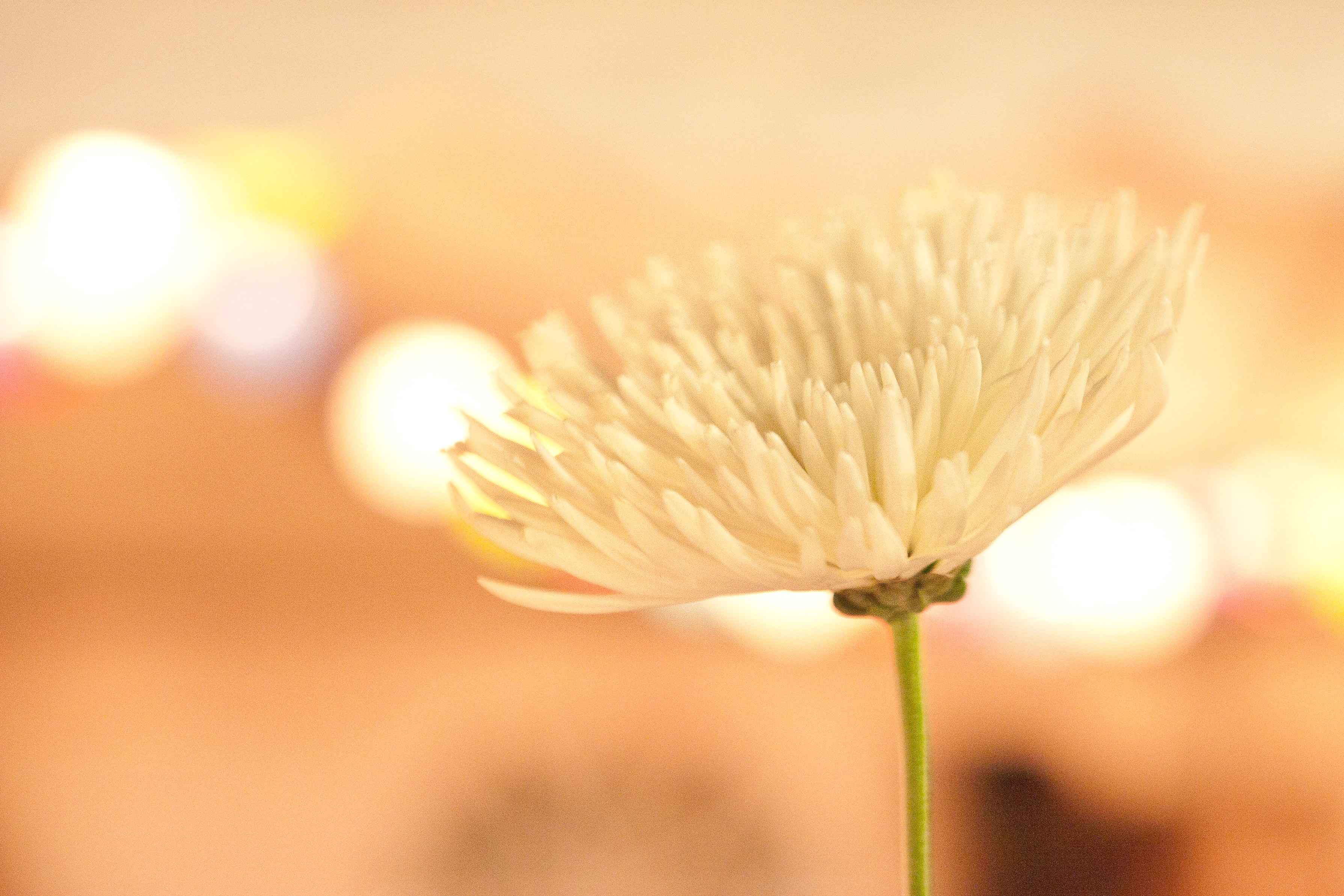 white  peach, bokeh, photo, daisy, wedding, white Daisy, flower  flower, flower, Centerpiece, 2K, close-up, white, yellow, plant, fuzzy, warm, selective, HD Wallpaper