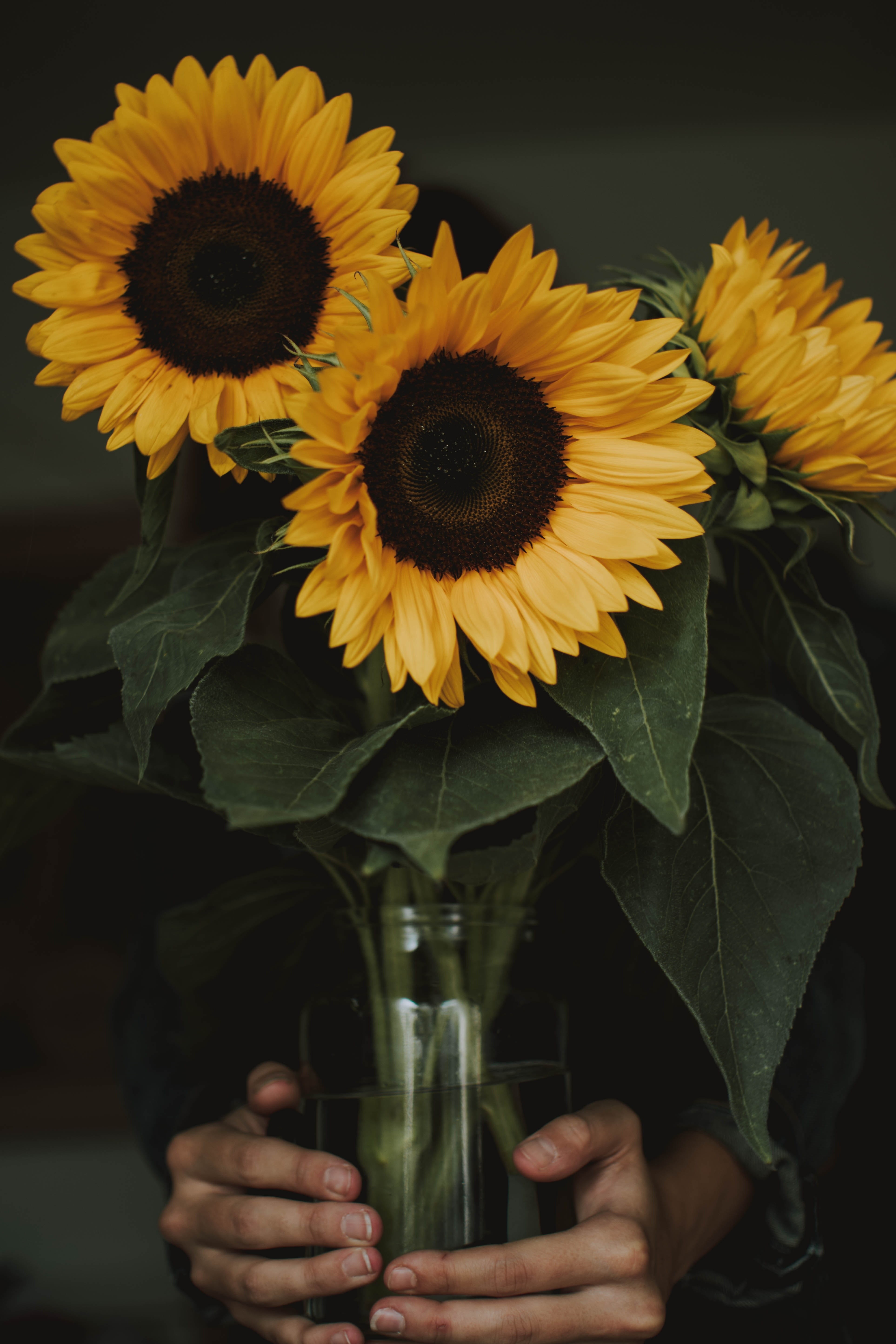 bouquet, petal, backgrounds, flower Head, three, nature, glass, leaf, single Flower, 5K, centerpiece, vase, decoration, green Color, yellow, plant, sunflowers, Phone HD Wallpaper