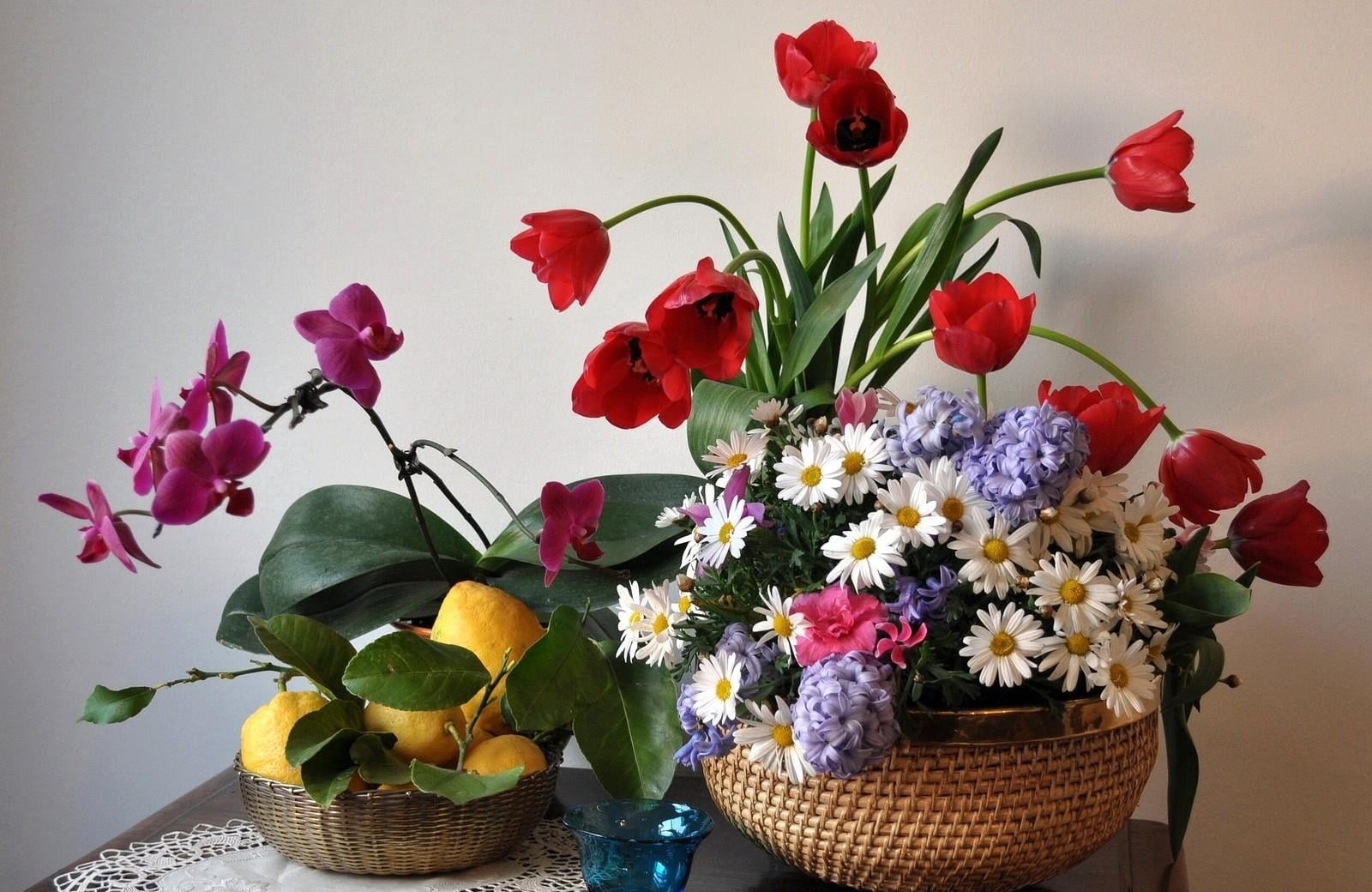 decor, backgrounds, yellow, fragility, orchids, arrangement, decoration, hyacinth, colors, pink Color, leaves, tulip, table, celebration, petal, flower arrangement, HD Wallpaper