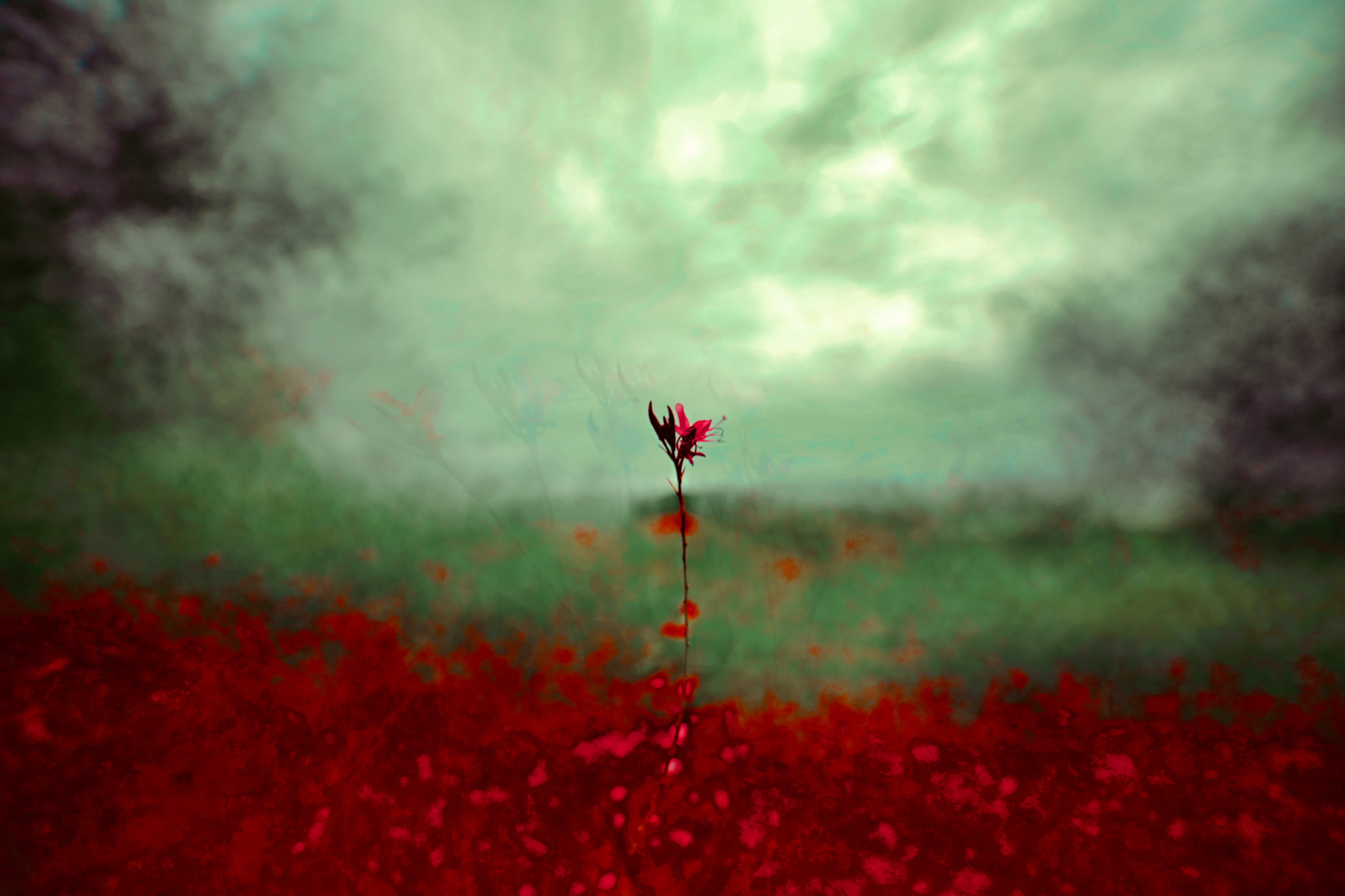 flower, freshness, no people, ethereal, petaled, outdoor, outdoors, growth, layer, 5K, cloud - sky, tranquility, layered, texture, pattern, vegetation, HD Wallpaper