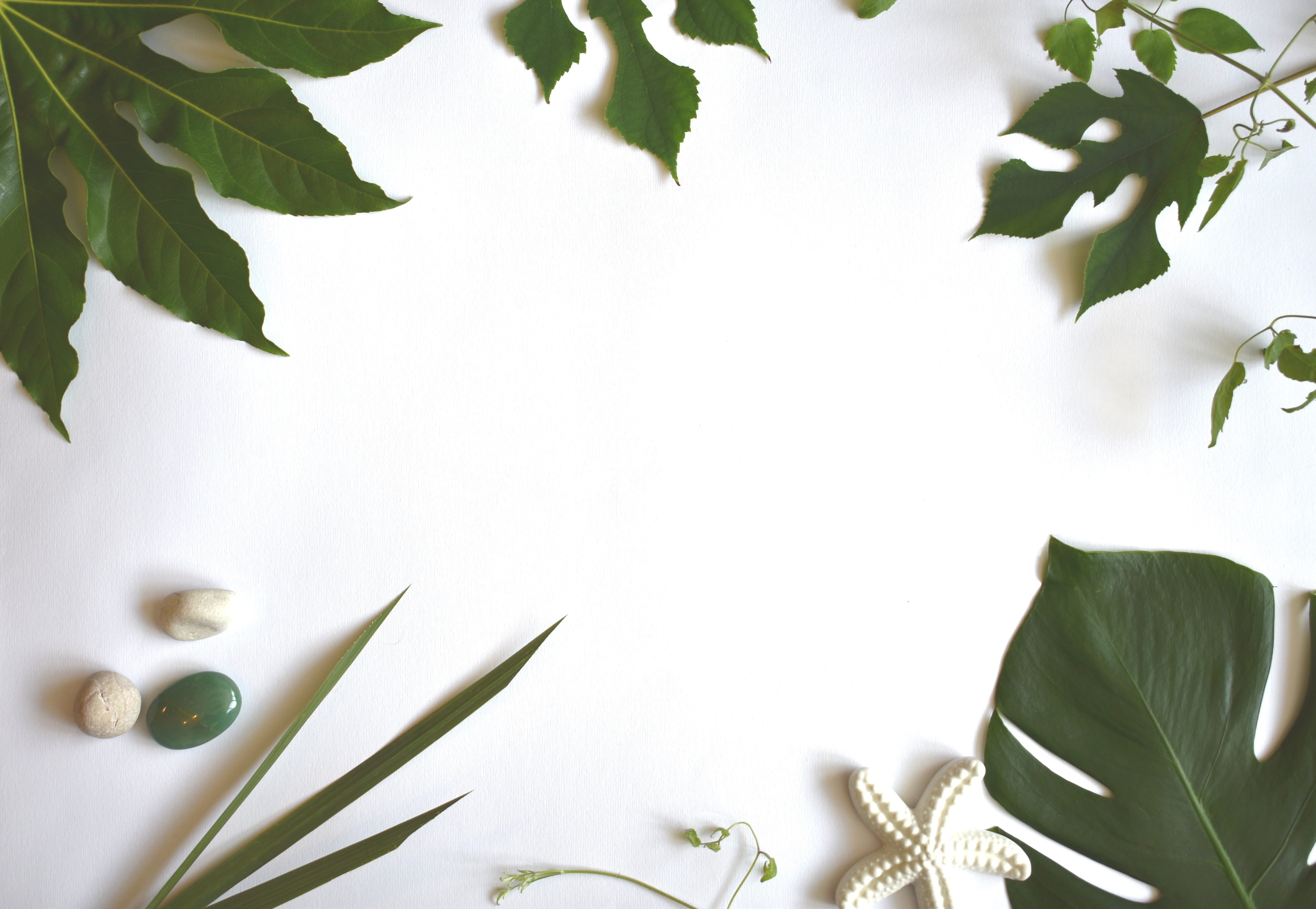 white color, leaf, green, beauty in nature, leaves, vulnerability, plant, exotic, food, no people, nature, growth, summer, close-up, tropical, green color, HD Wallpaper