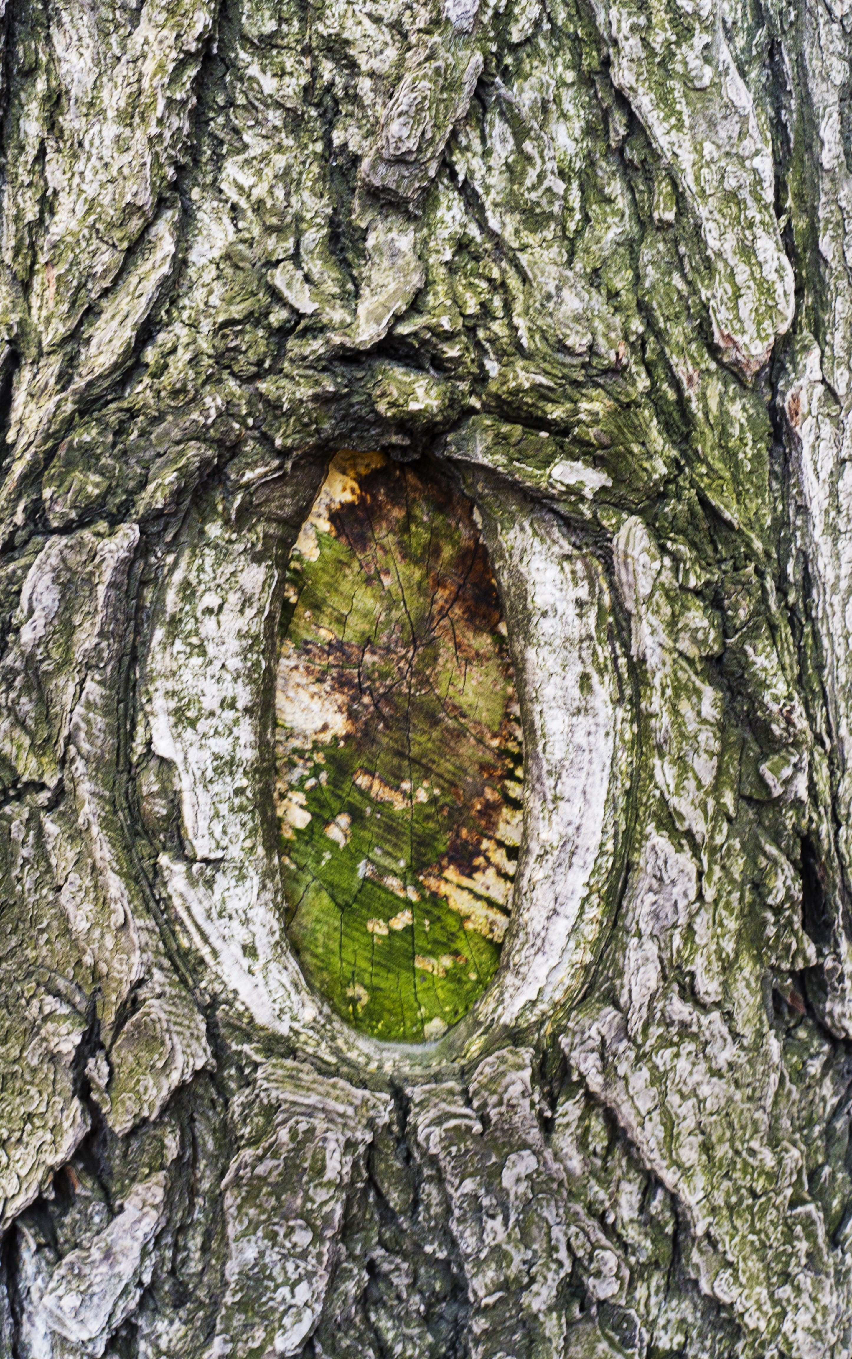 plants, aperture, discrepancies, 4K, growth, games, plant bark, shape, files game, textured, nature, debris, plant, crisis, moss, rough, outdoors, close-up, Phone HD Wallpaper