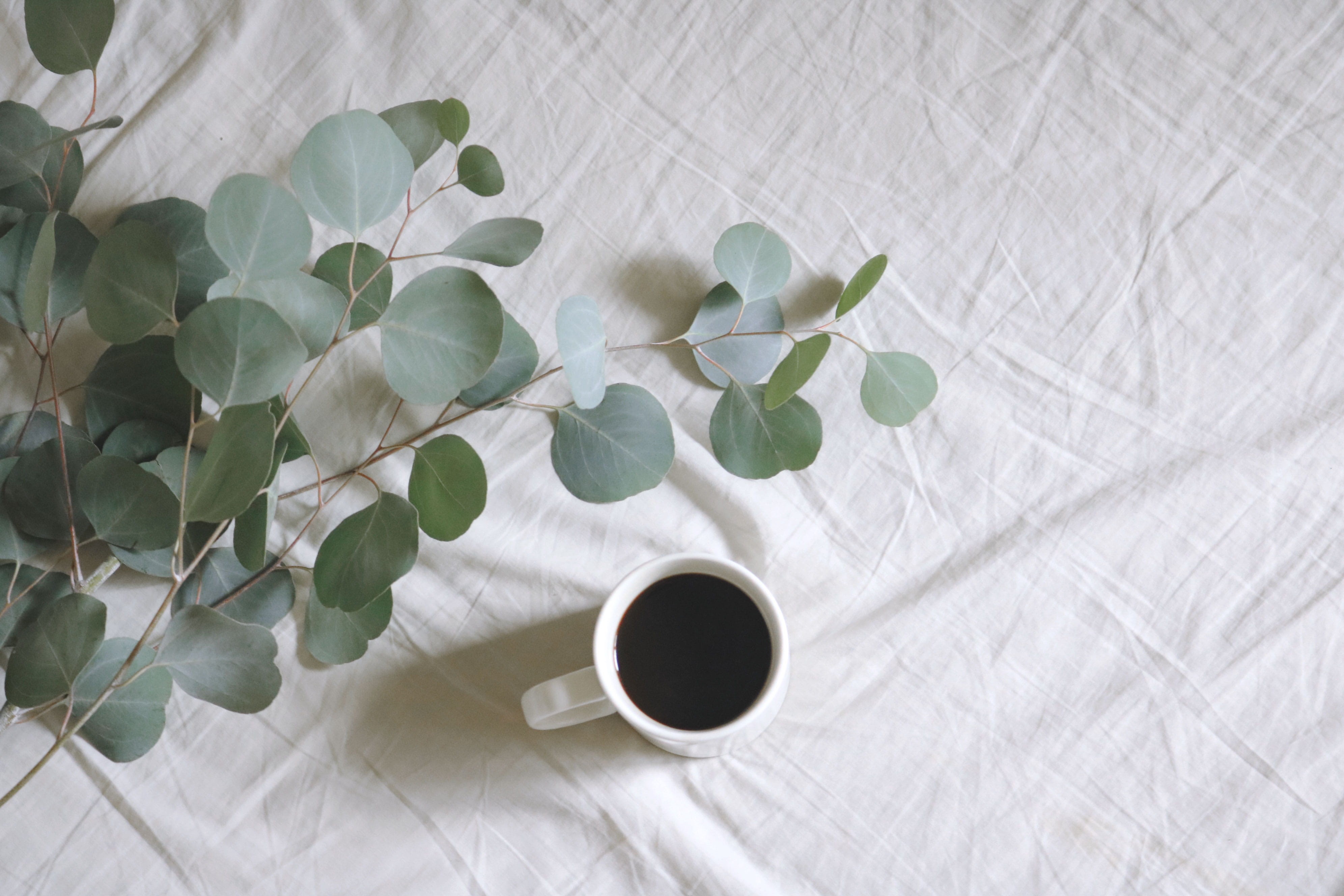branch, white color, crockery, leaf, food and drink, plants, cup, table, lay, illustration, white background, beverage, freshness, coffee mug, 4K, black coffee, HD Wallpaper