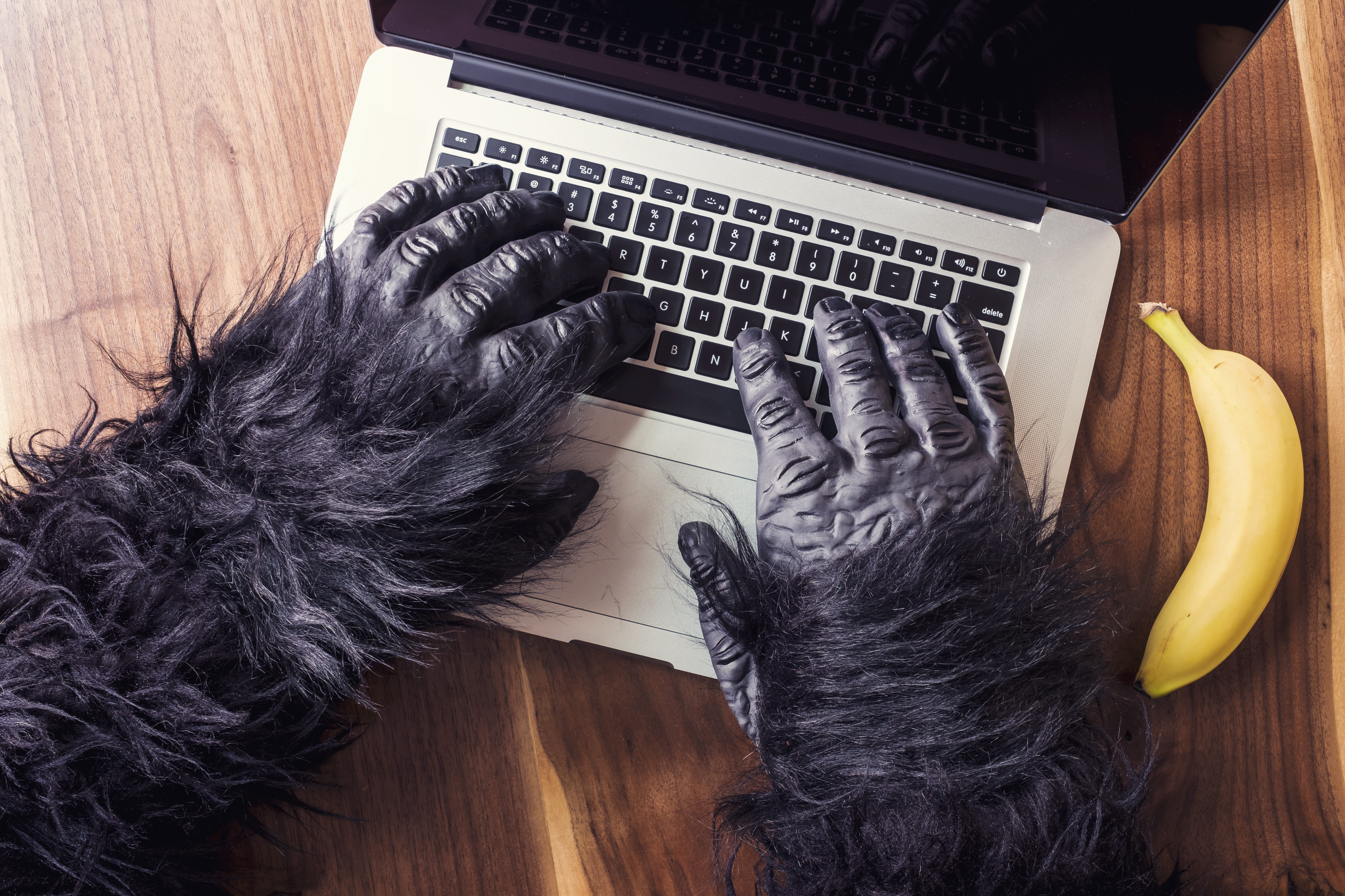 animal, gorilla suit, domestic, animals, wireless technology, person, s, keyboard, connection, computer Keyboard, banana, humor, besides, hairy, halloween, HD Wallpaper