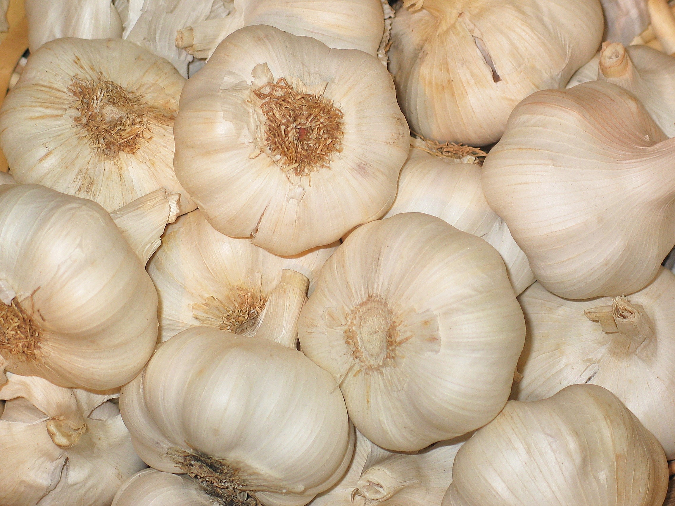 still life, clove of garlic, purchasing, frisch, kitchen, white, aromatic, food, spice, freshness, substantial, edible, sharp, salad plate, garlic clove, HD Wallpaper