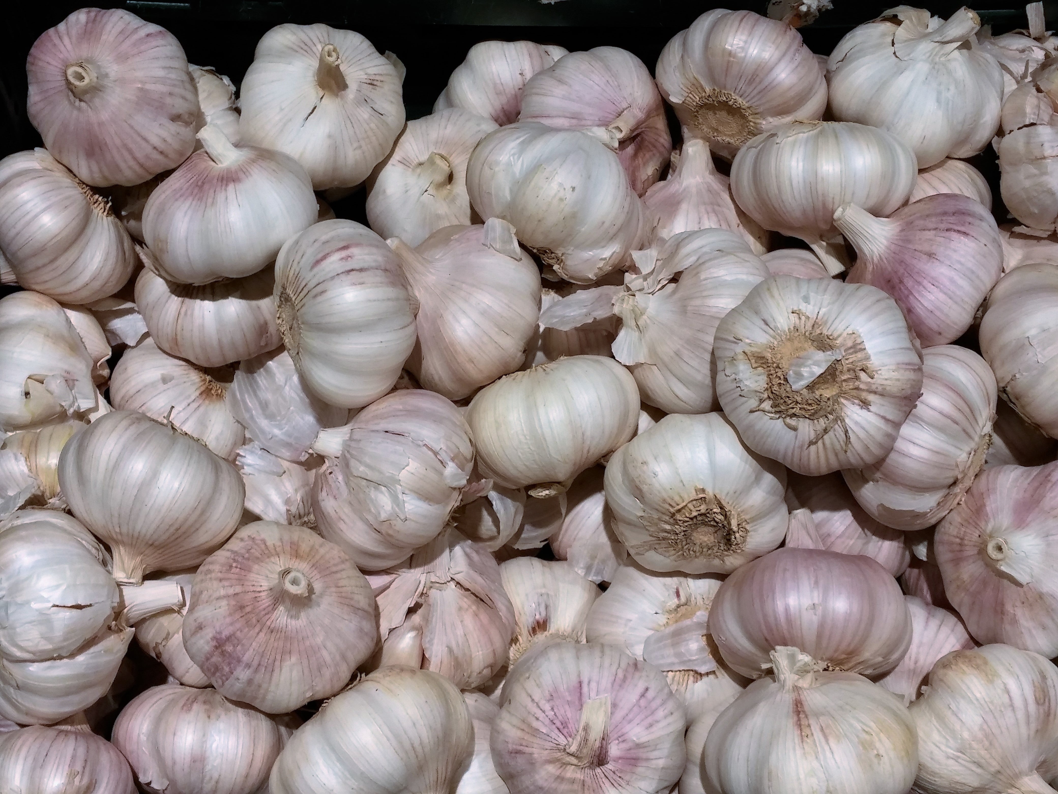 feed, enjoy, lot, healthy, kitchen, close-up, seashell, ingredient, abundance, large group of animals, stew, bio, knife, indoors, food and drink, violet, HD Wallpaper