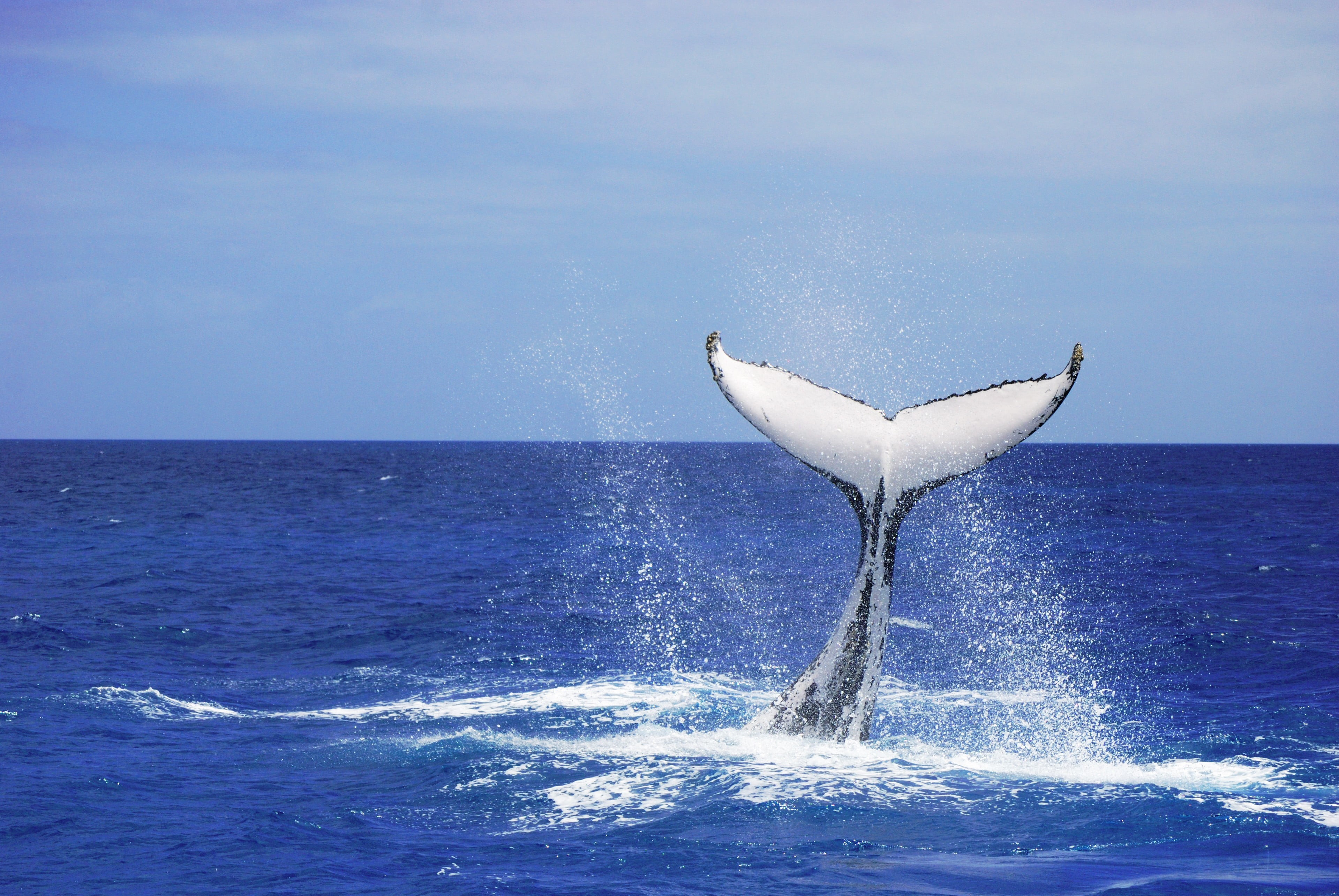 whale, nature, bird, hervey  bay, eastern, south  east  queensland, cetaceans, australia, wildlife, tail, animal, blue, watching, calf, whale tail, 2K, HD Wallpaper