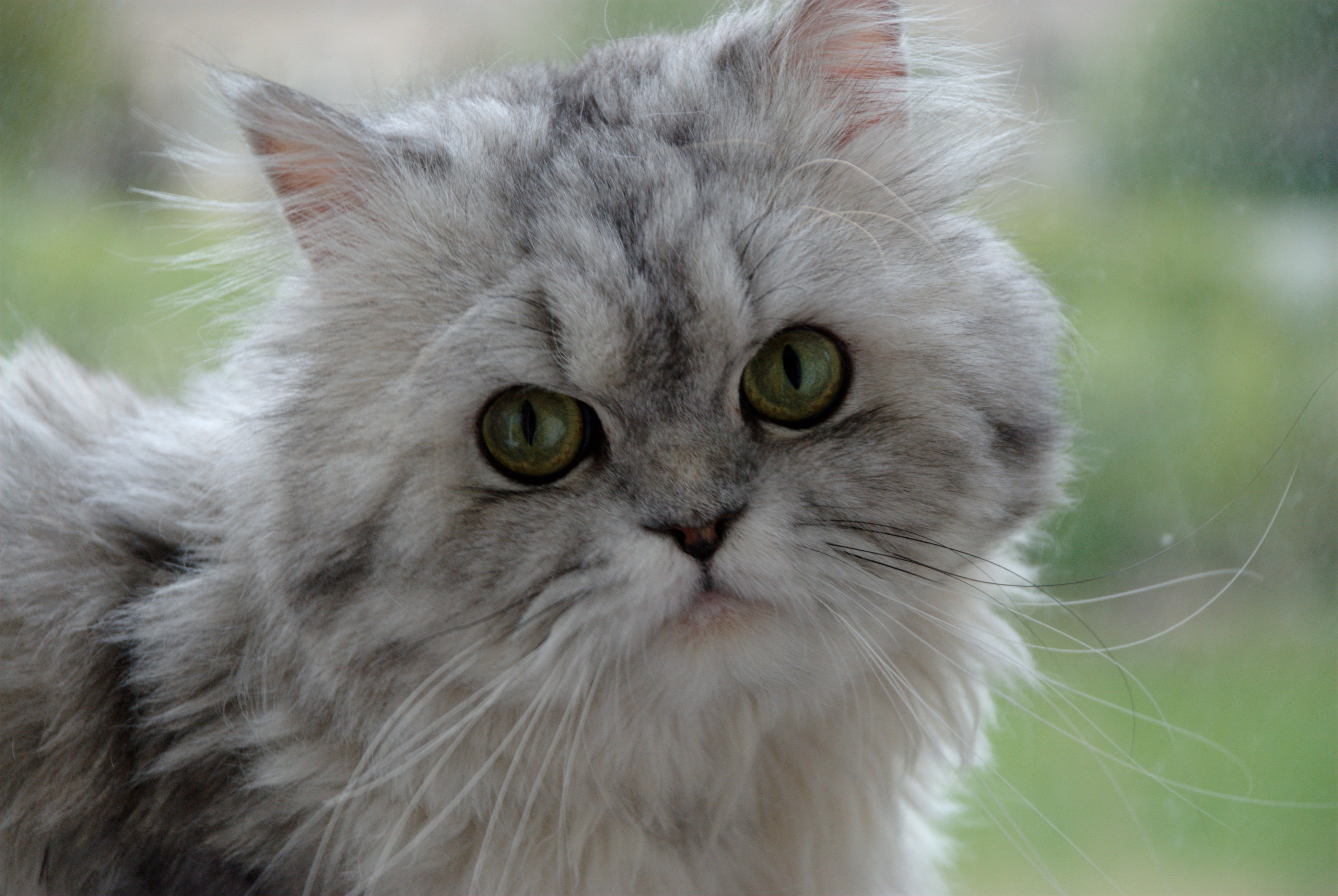 Nikon  D80, cute, Nikon D80, young Animal, photo, domestic Animals, animal, feline, persian, close, nature, cats, pet, kitten, close up, persian cat, looking, HD Wallpaper
