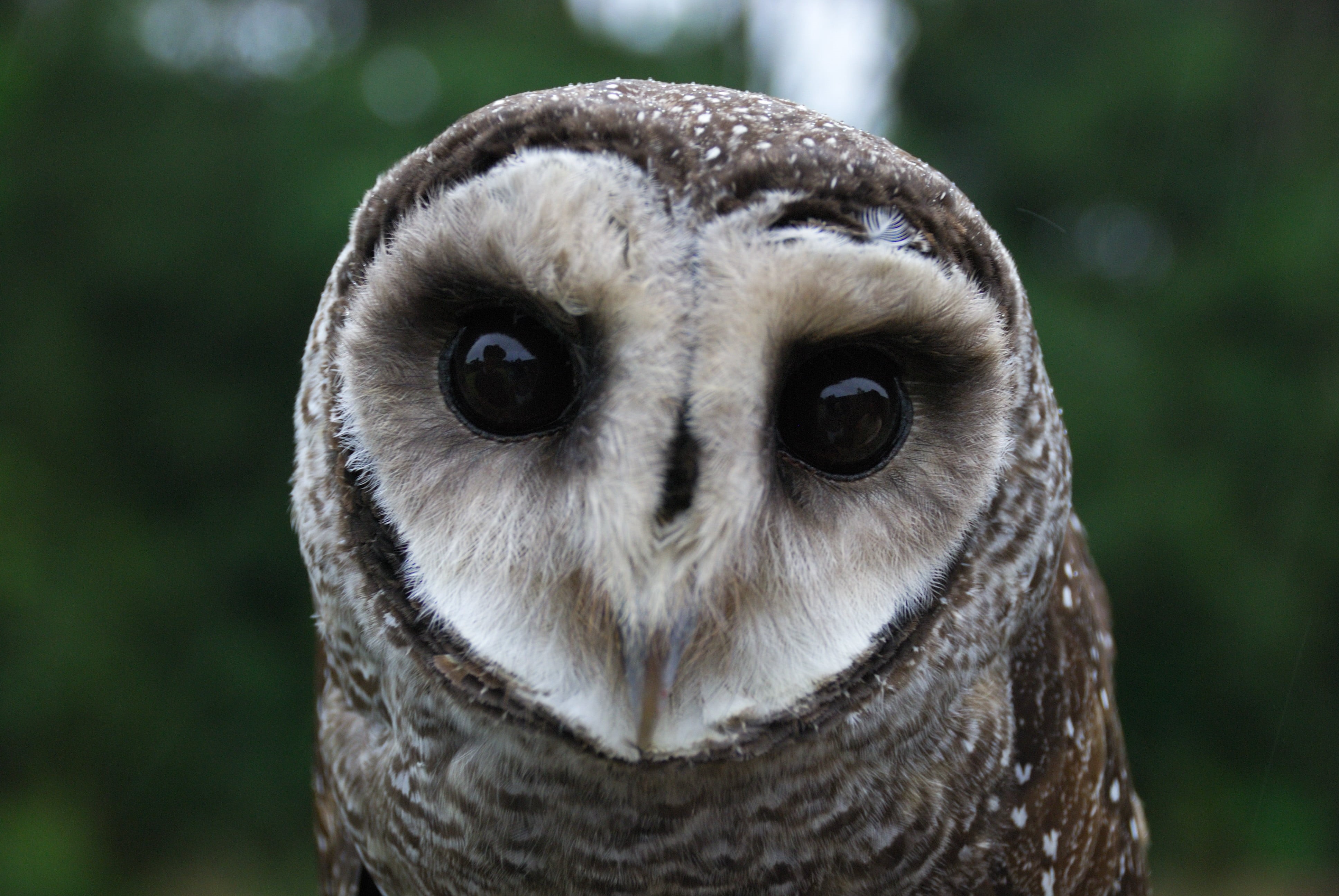 wildlife  reserve, wildlife, untitled, owl, beak, Wildlife Reserve, Tyto tenebricosa, nature, atherton  tablelands, rain  forest, lesser  sooty  owl, animal Eye, HD Wallpaper