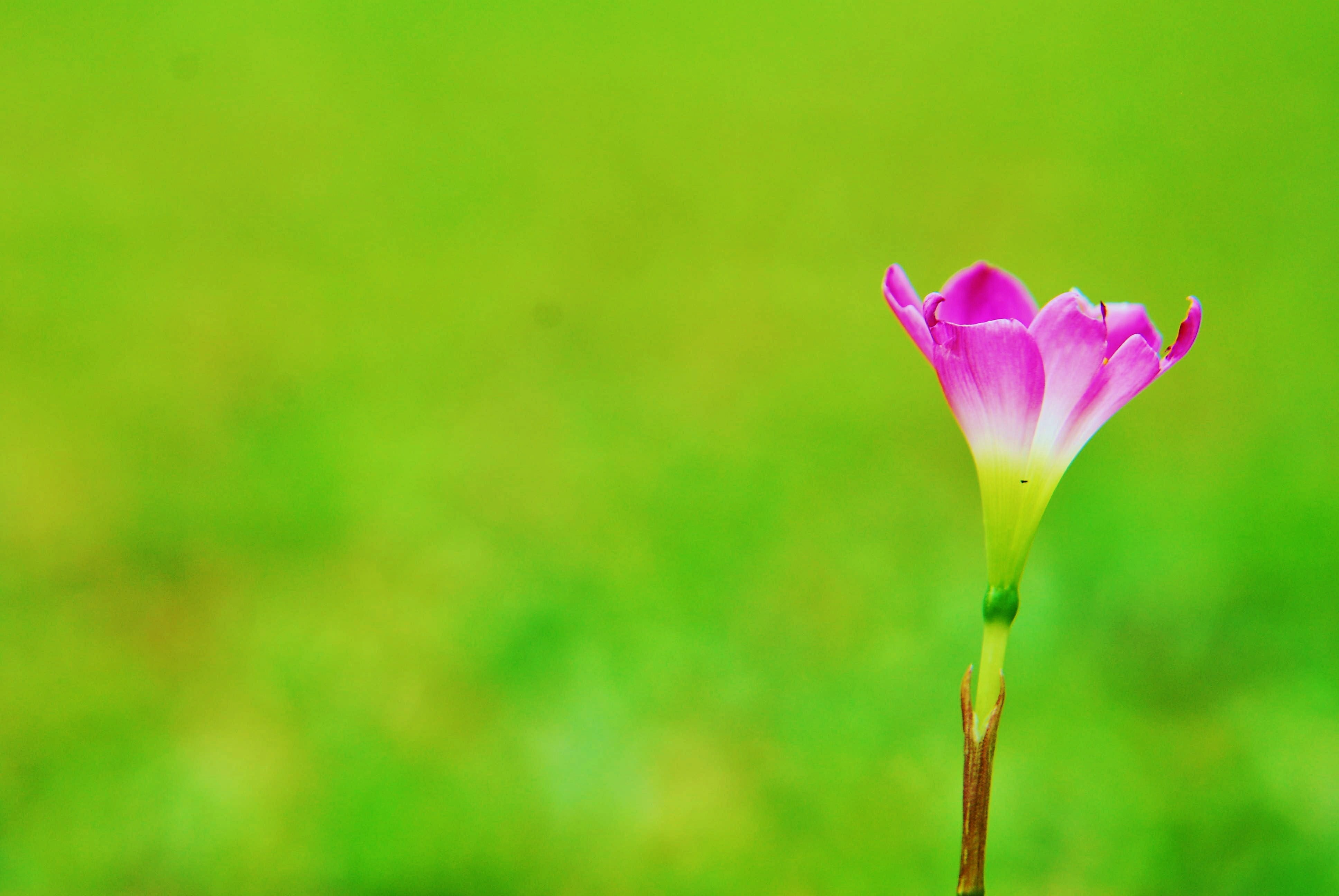 close-up, flower, plant, purple, flower Head, focus, petaled, petal, windows  live  photo  gallery, springtime, selective focus, selective, pink Color, HD Wallpaper