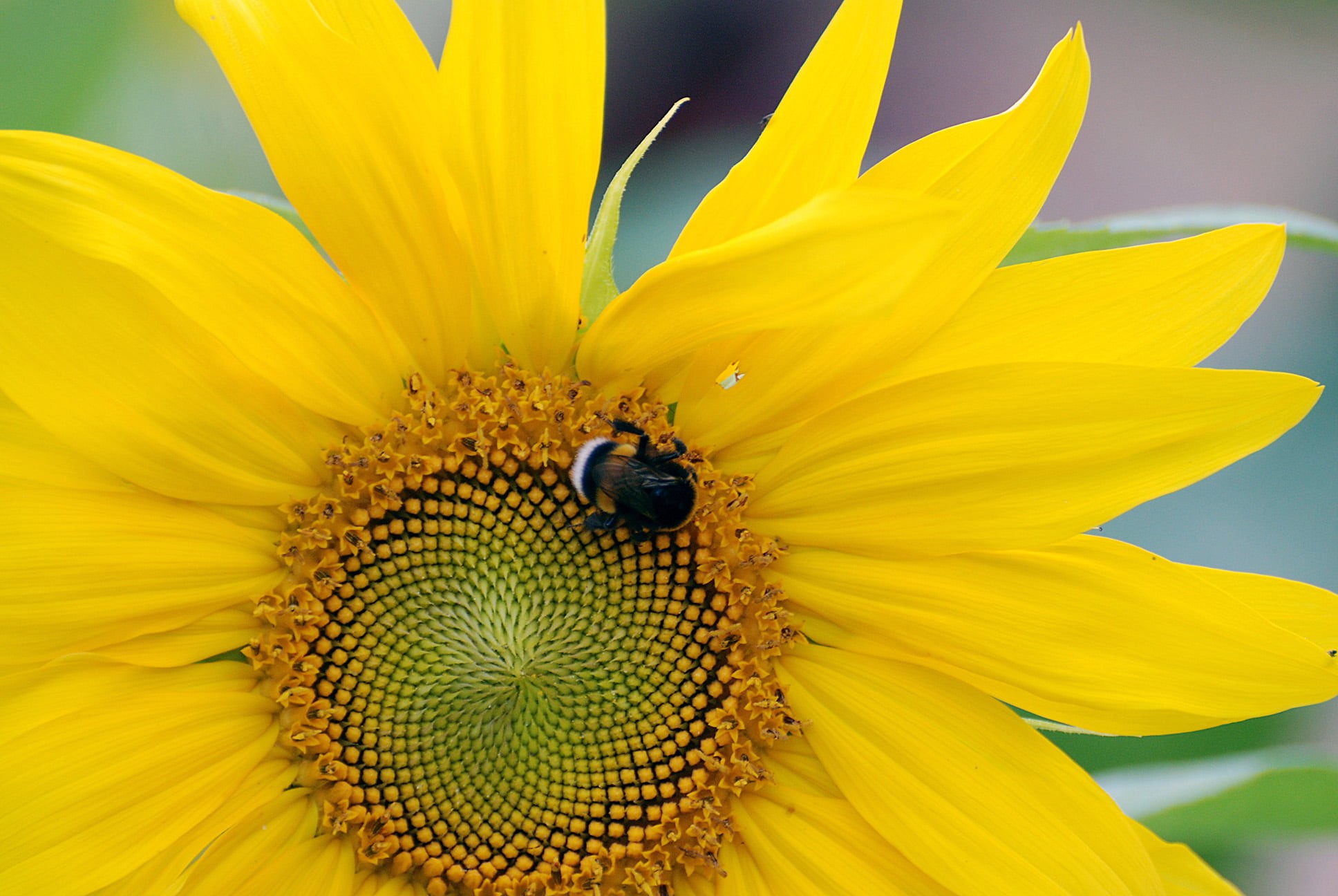 On the sun, Nature, plant, sunflower, yellow, pollen, summer, insect, пчела, flower, pollination, carpenter, AF, NIKKOR, Nikon D80, Nikon  D80, close-up, HD Wallpaper