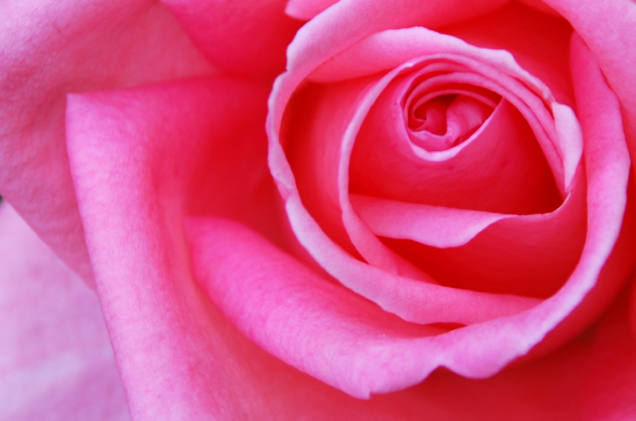 romance, rose, photo, close-up, photography, closed, multi, plant, petal, up, photos, Nikon  D80, red, 1080P, rose - Flower, backgrounds, europe, rosa, HD Wallpaper