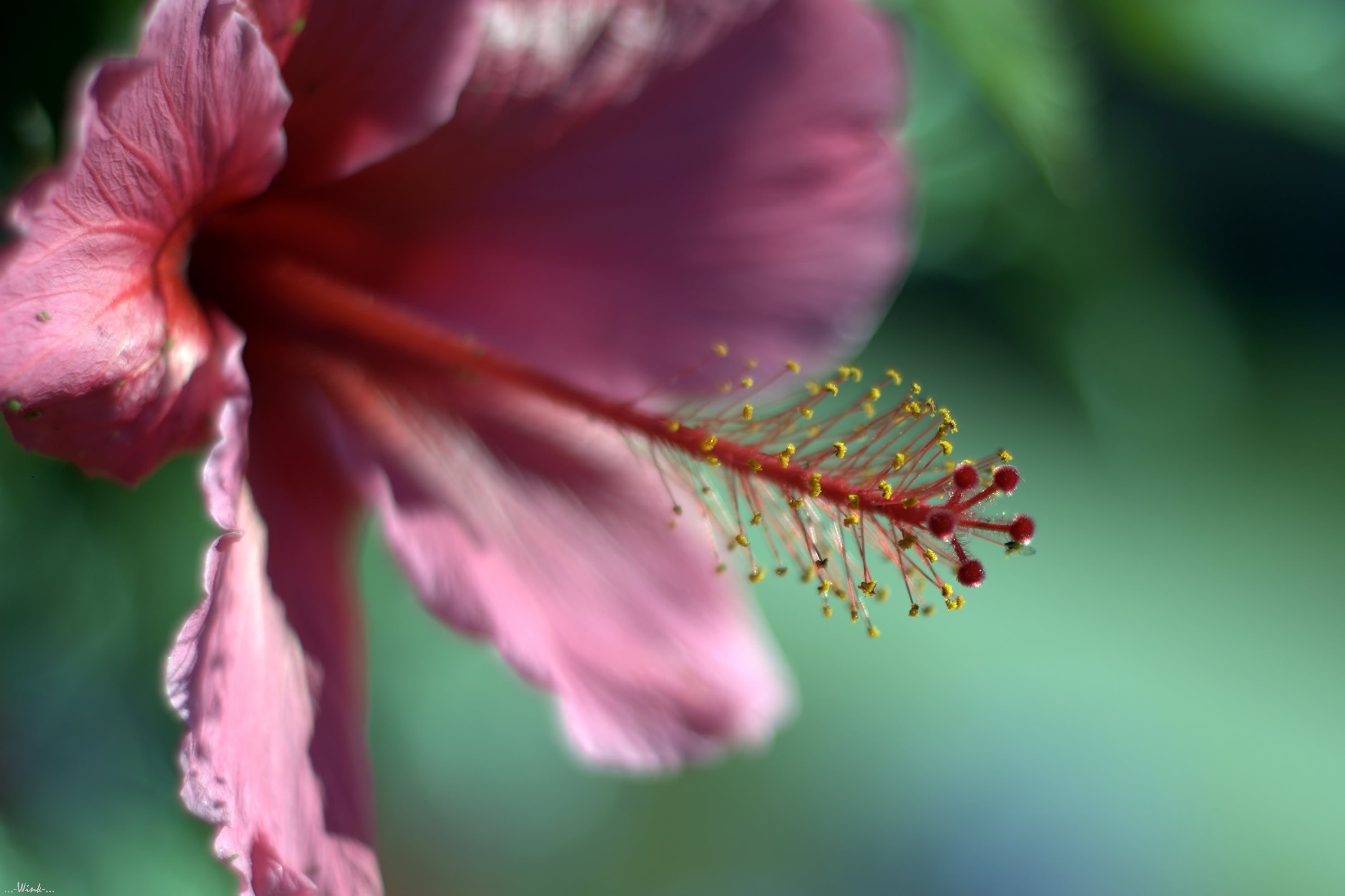 Nikkor, beauty In Nature, Nikon D80, Flower, Hibiscus, pink Color, Ventura  California, Macro, photo, close-up, selective, Explore, focus, plant, nature, HD Wallpaper